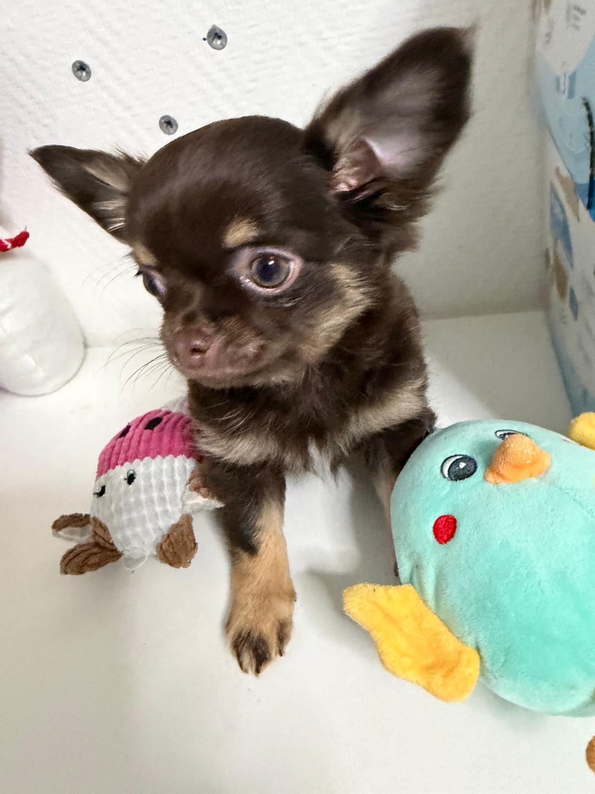 Chihuahua chocolat
