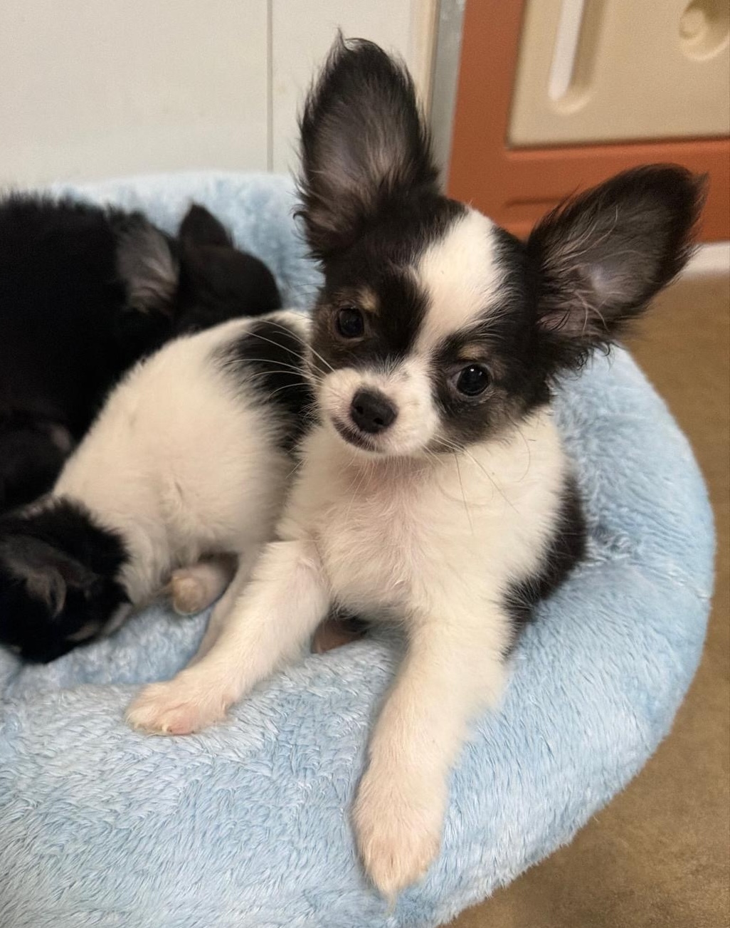 Chihuahua LOF noir et blanc