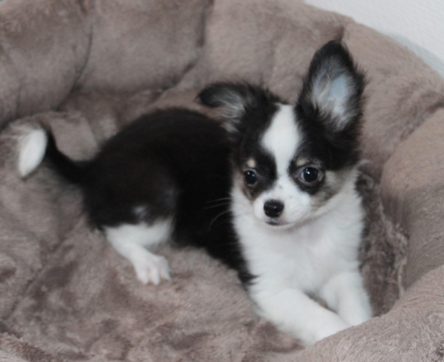 Chihuahua LOF noir et blanc