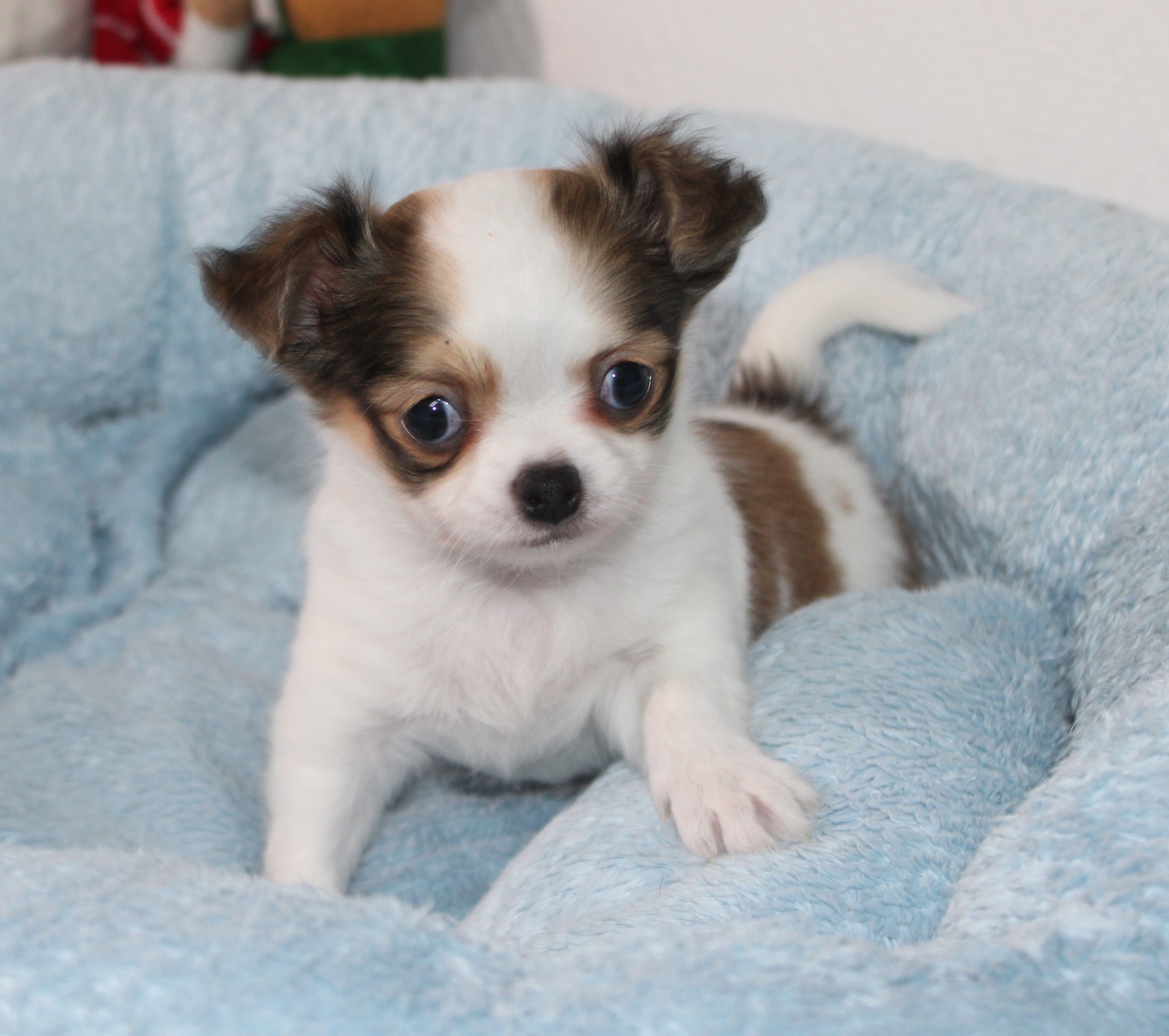 Chihuahua femelle LOF