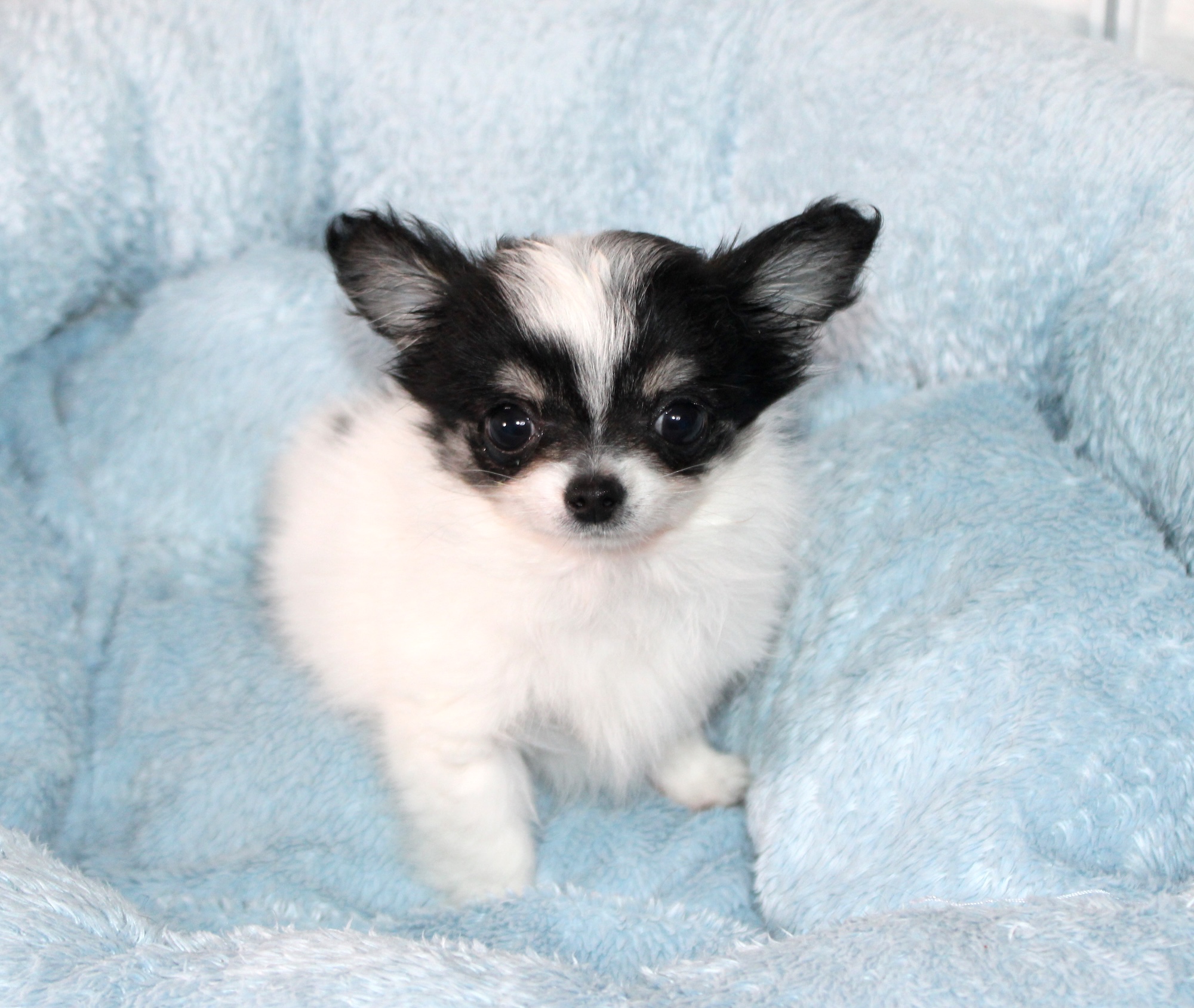 Chihuahua miniature