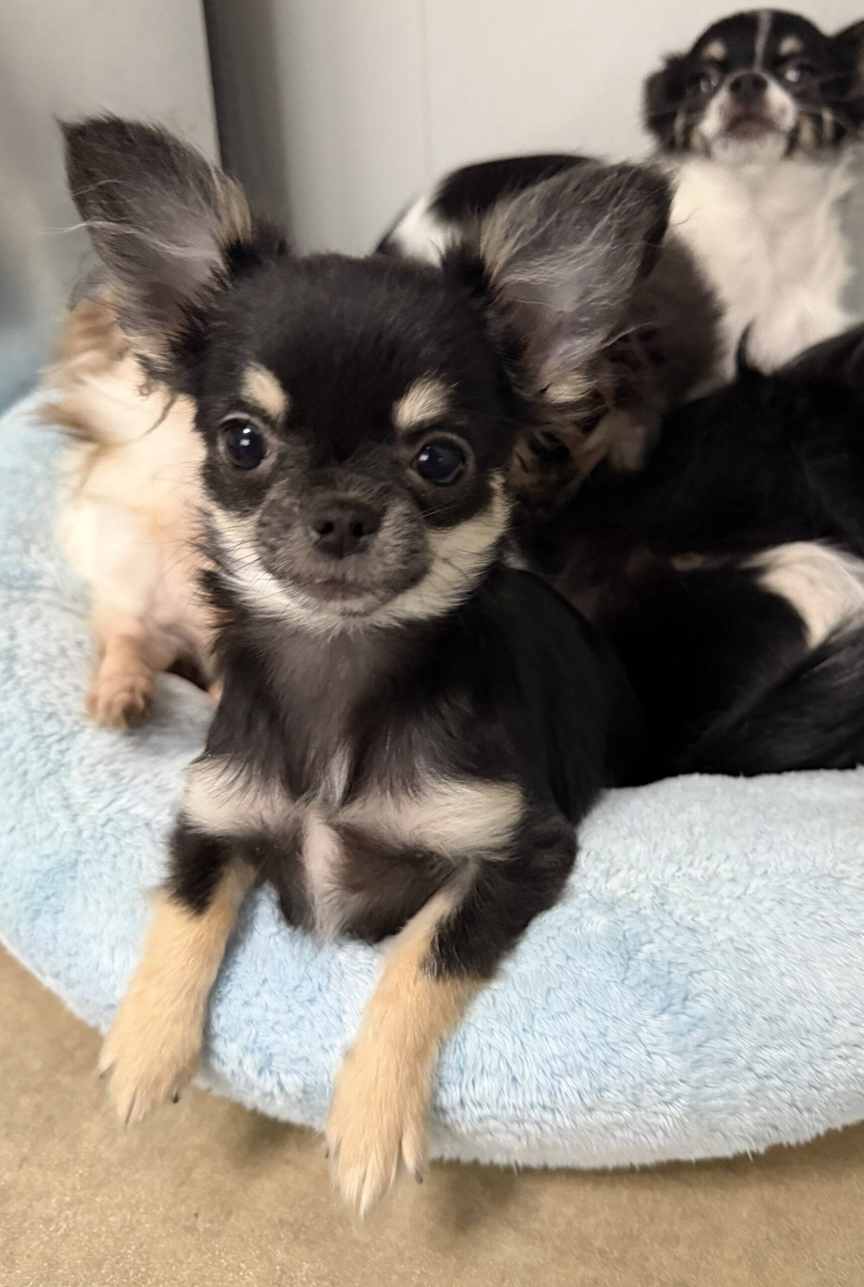 Winni chihuahua LOF miniature