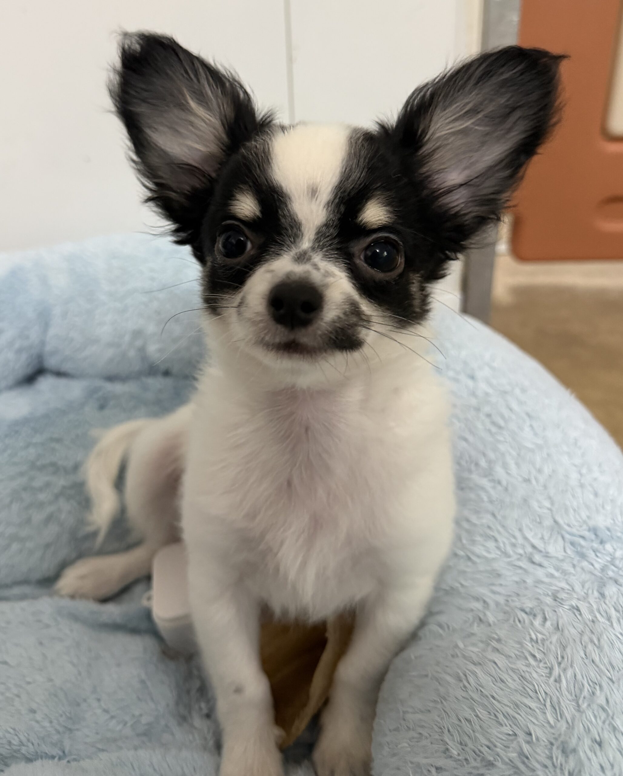 Chihuahua noir et blanc