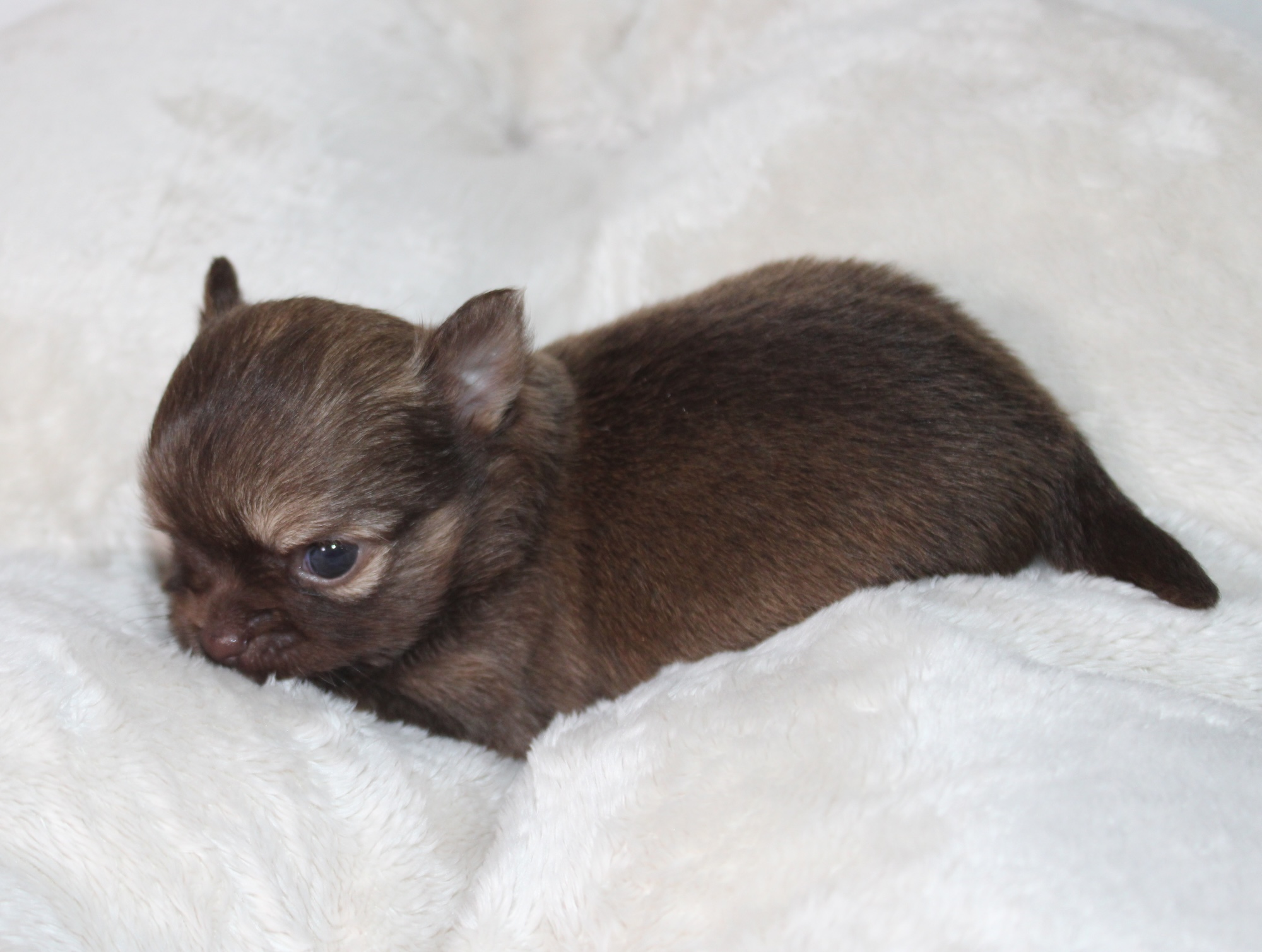 petit male chihuahua LOF
