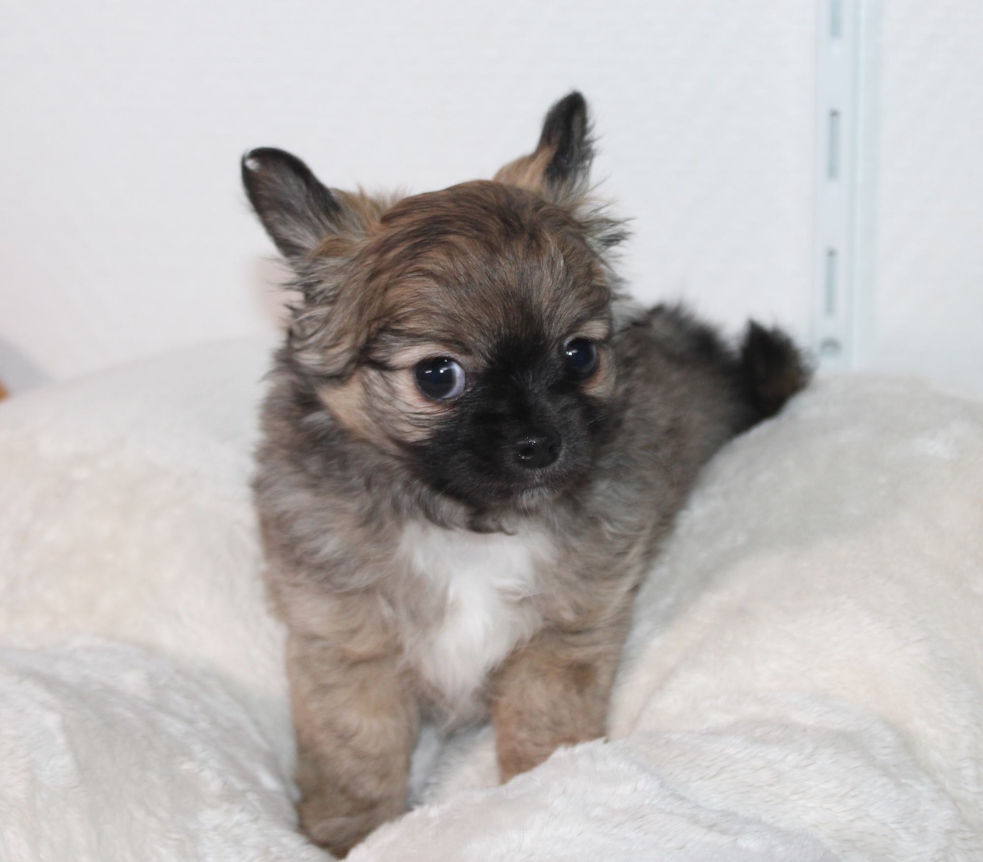 PEtit male chihuahua charbonné LOF