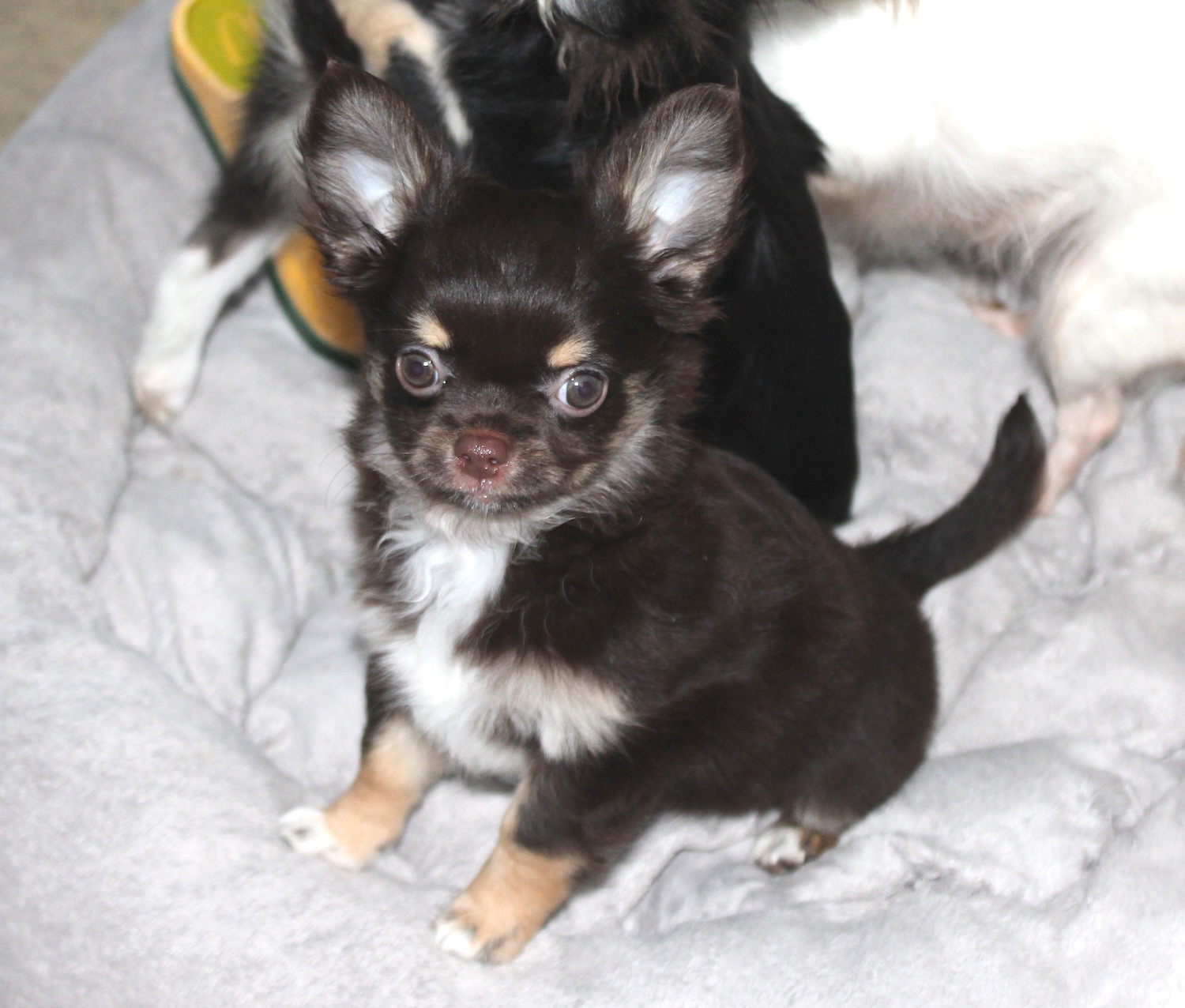 petit male chihuahua chocolat