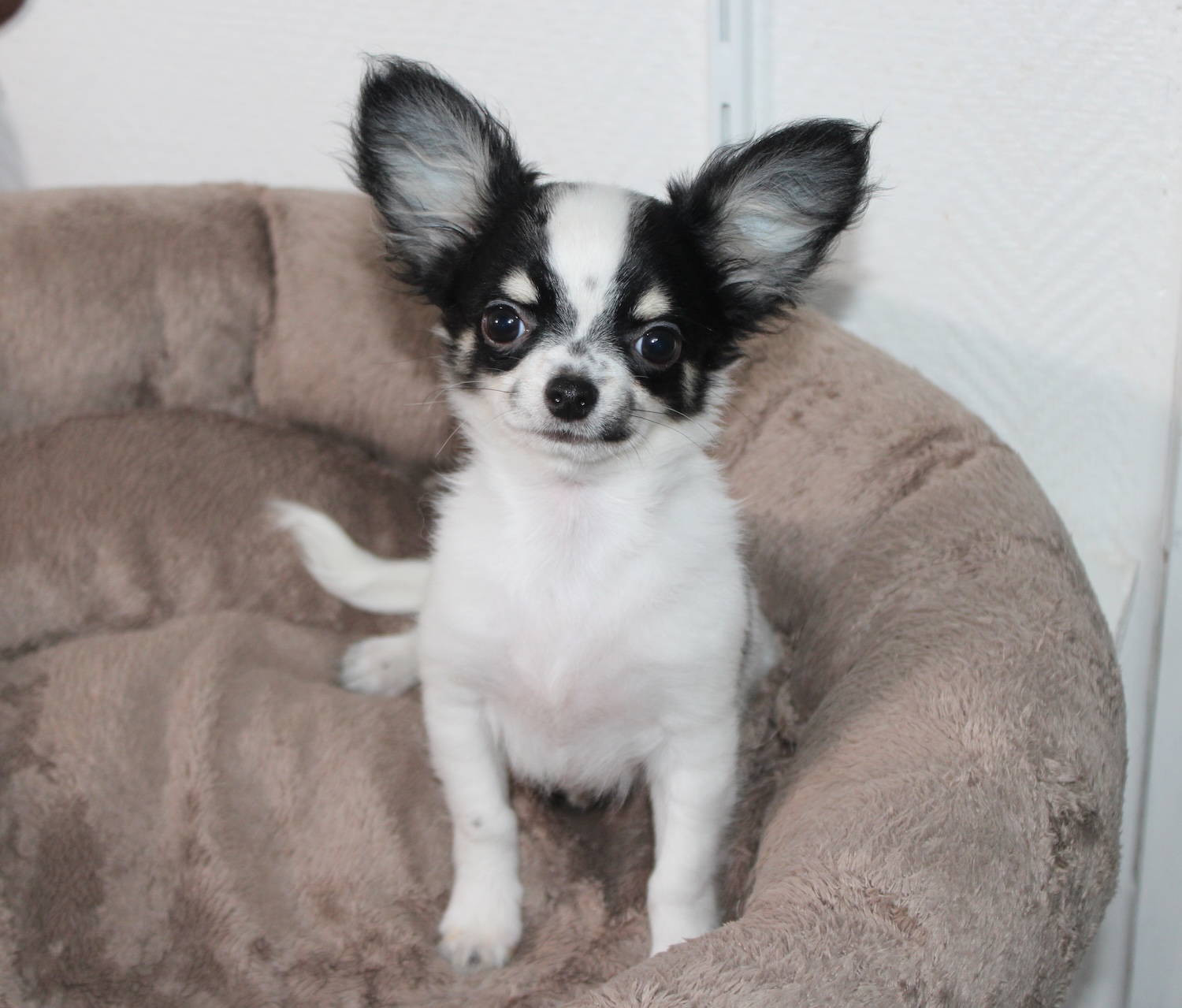 Chihuahua noir et blanc