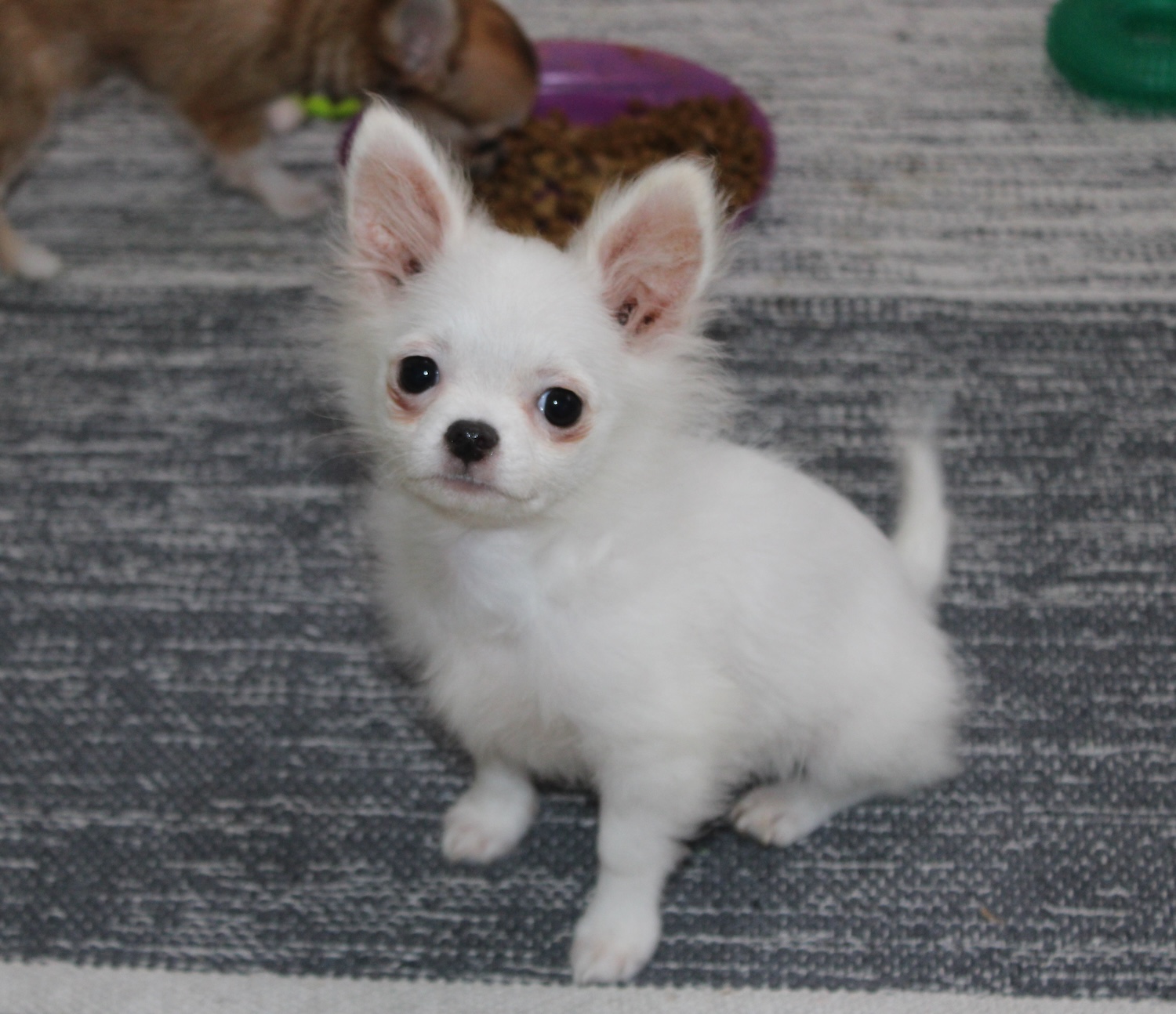 Male chihuahua blanc poils longs