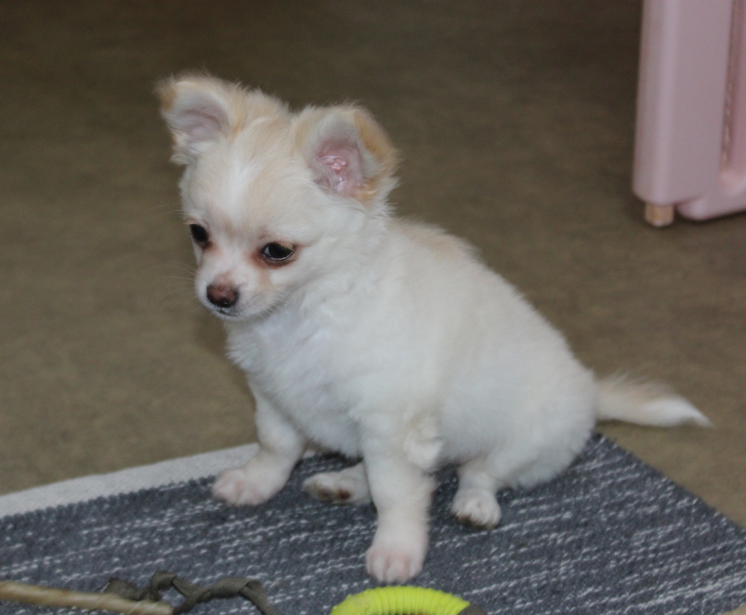 chiot chihuahua blanc et crème