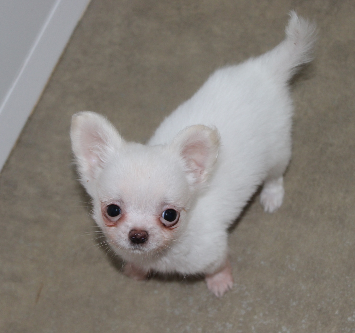 chiot chihuahua petit gabarit blanc