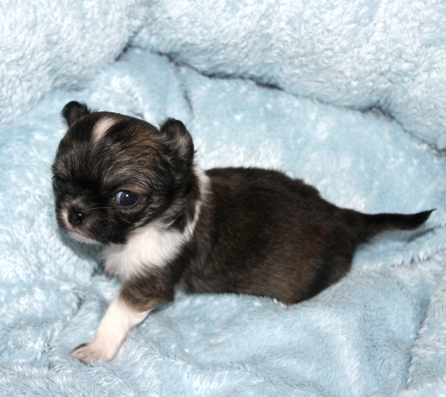 petit chihuahua charbonné et blanc