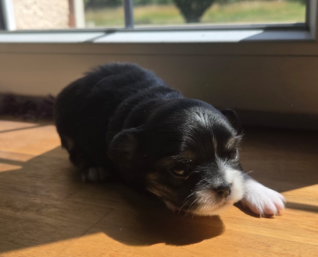 petite femelle chihuahua