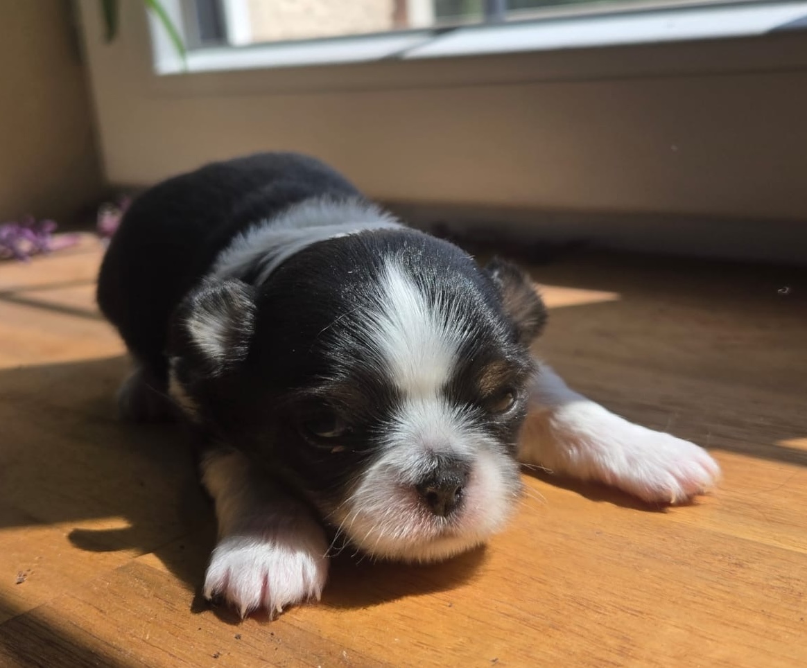 petite femelle chihuahua
