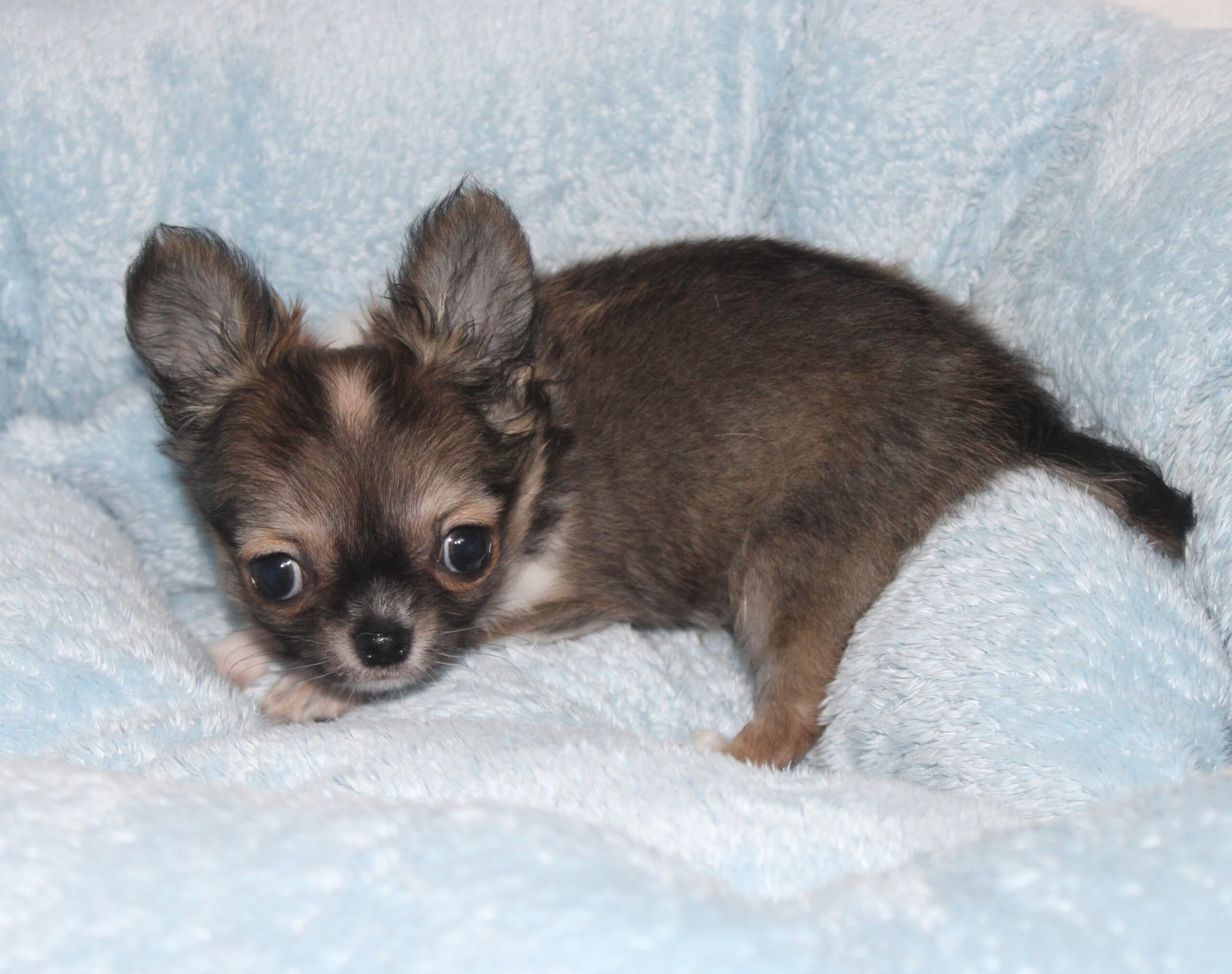 Petit male petit gabarit - chihuahua LOF