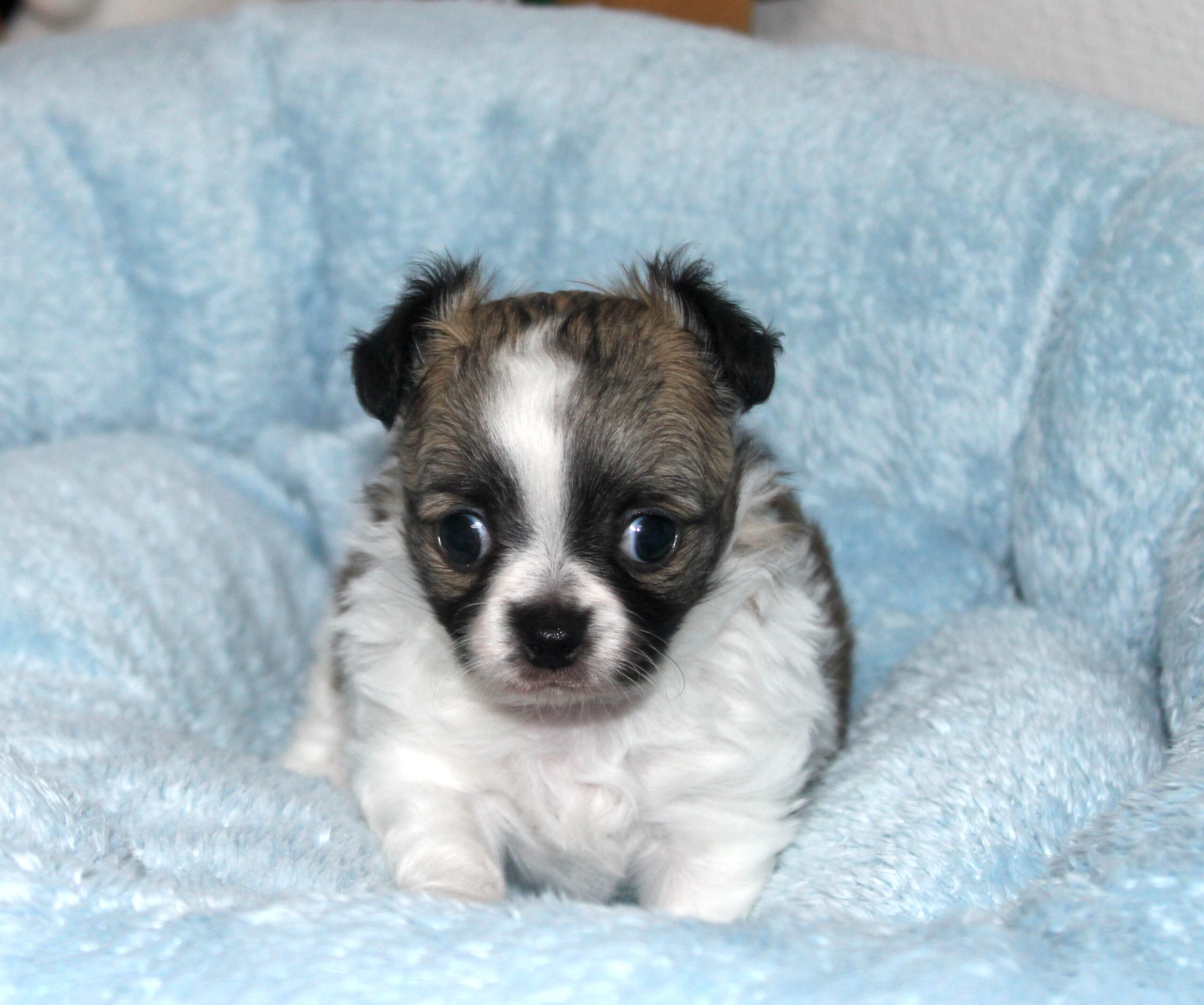Mâle LOF noir et blanc - chihuahua