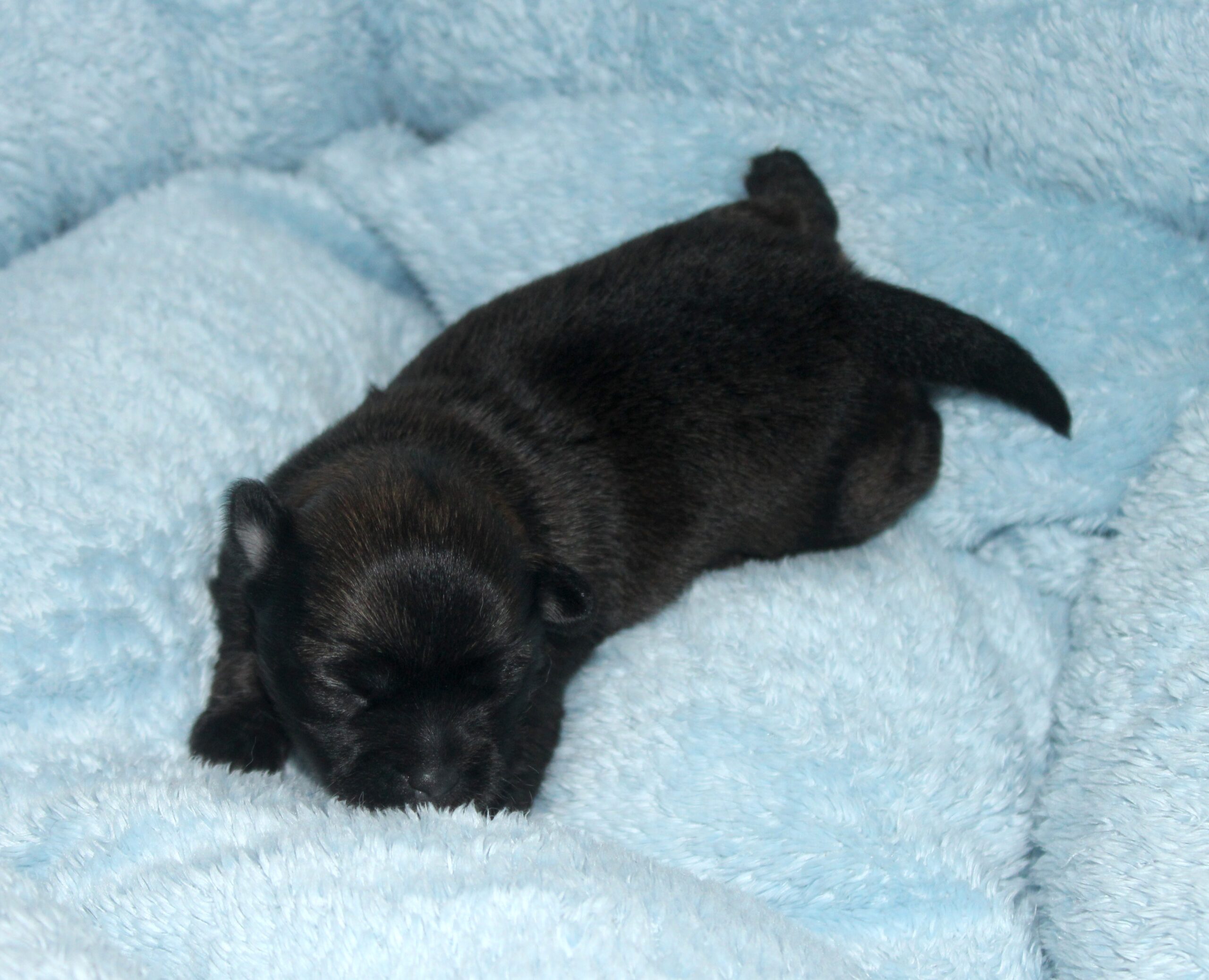 Petite femelle LOF - chiotr chihuahua