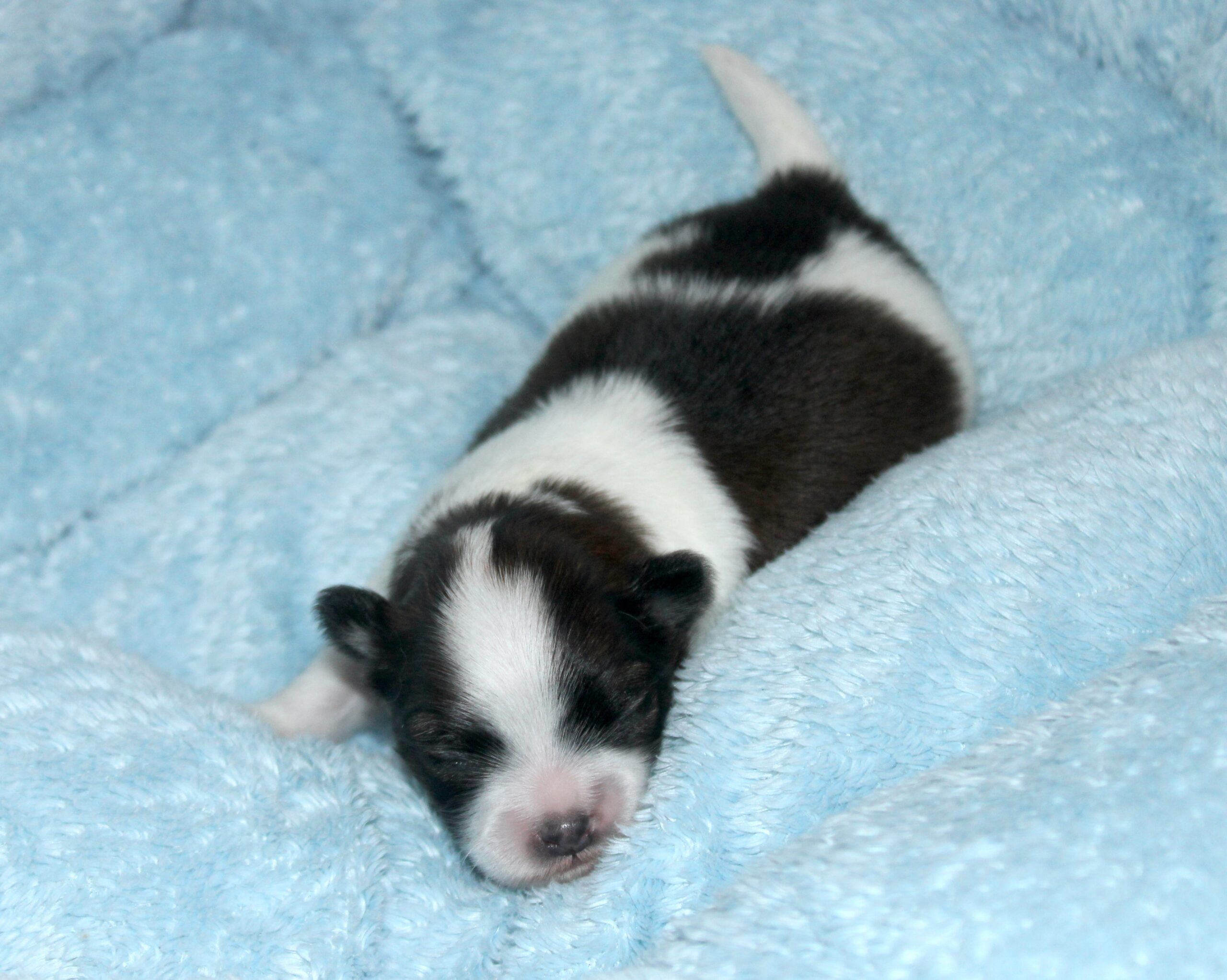 Petit mâle LOF - chiot chihuahua