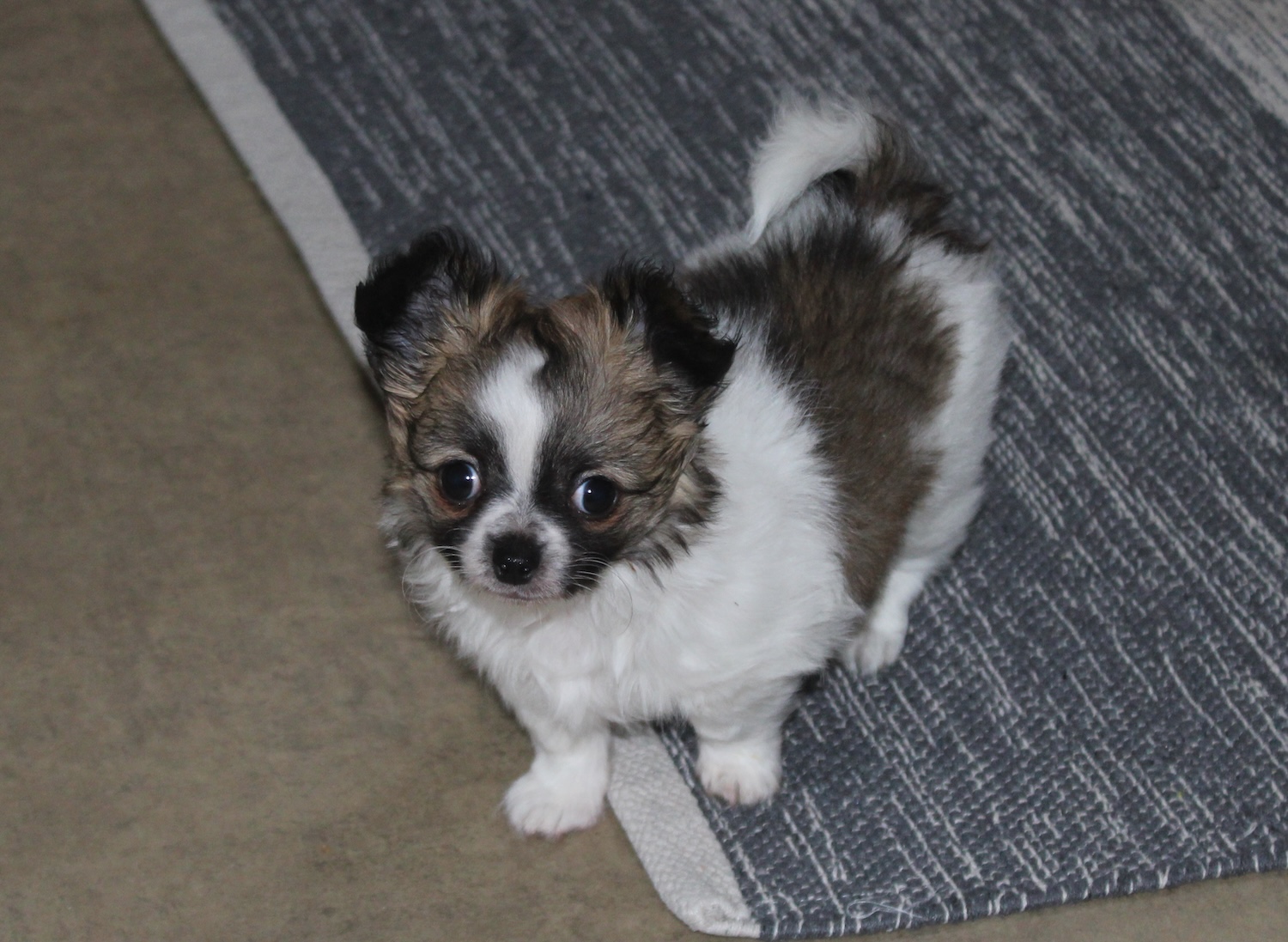 Chihuahua chiot LOF