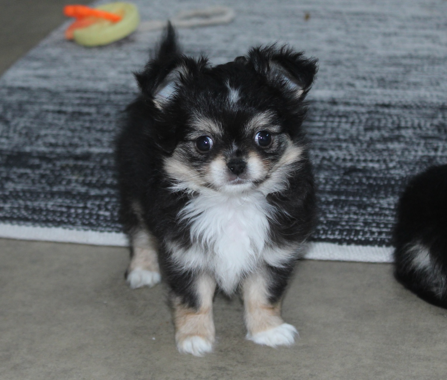 Chihuahua LOF femelle - chiot tricolore