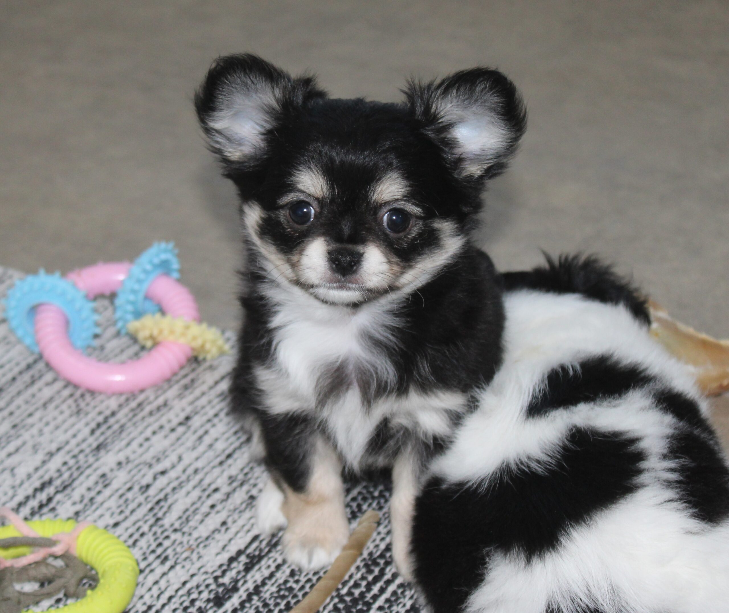 chiot chihuahua femelle