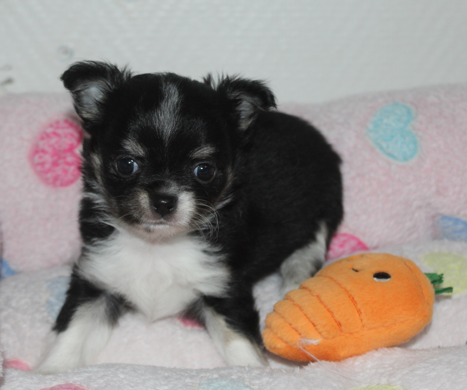 Petit male chihuahua