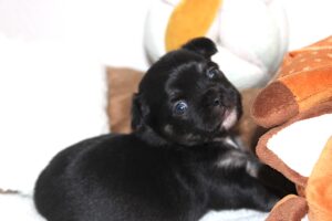 chiot chihuahua - le premier mois