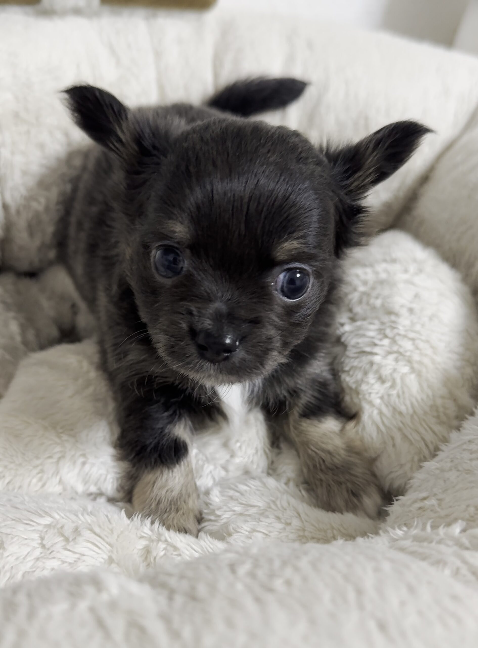 Femelle LOF poils longs - chihuahua LOF