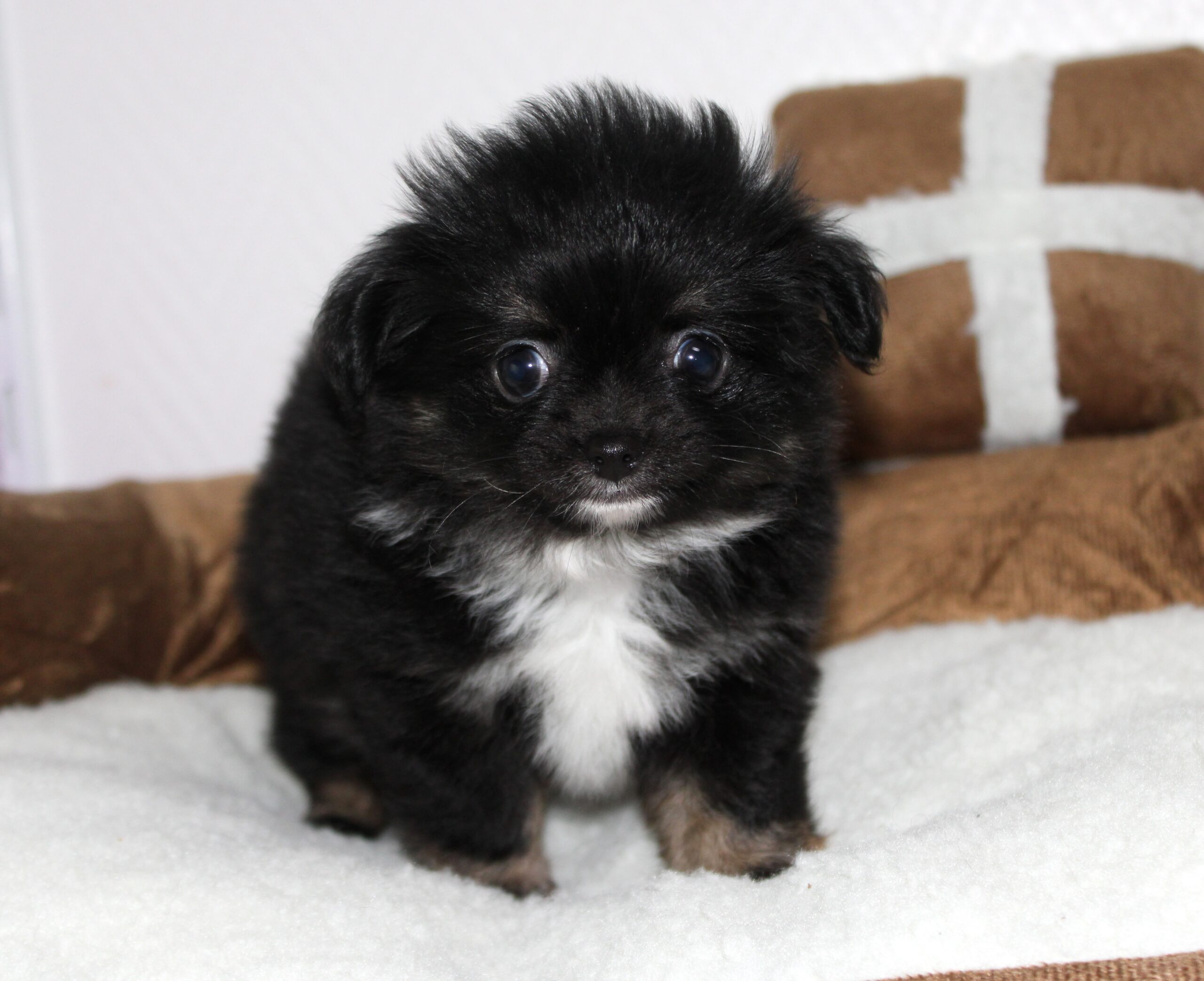 Petite femelle chihuahua LOF tricolore