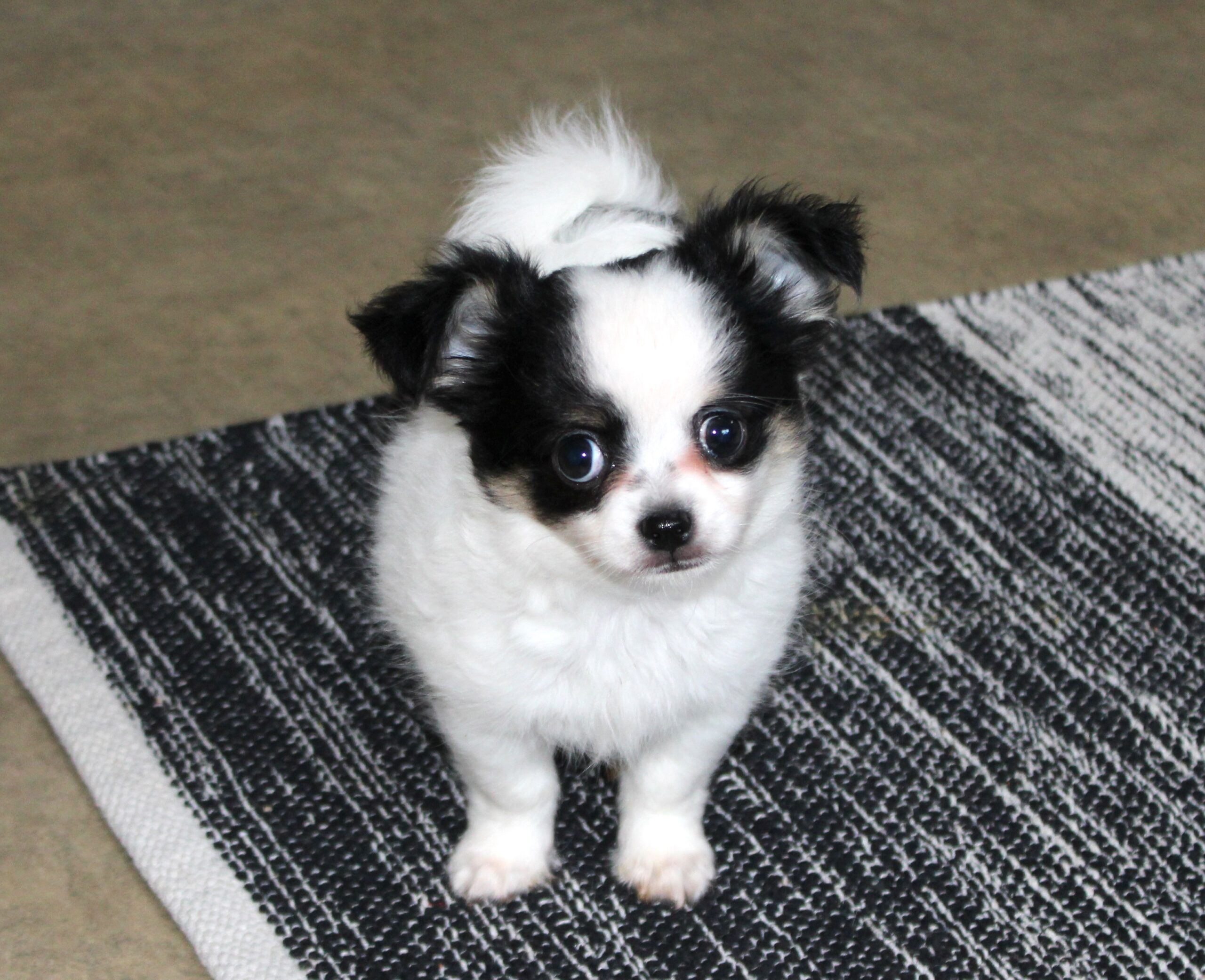 Petit mâle chihuahua LOF
