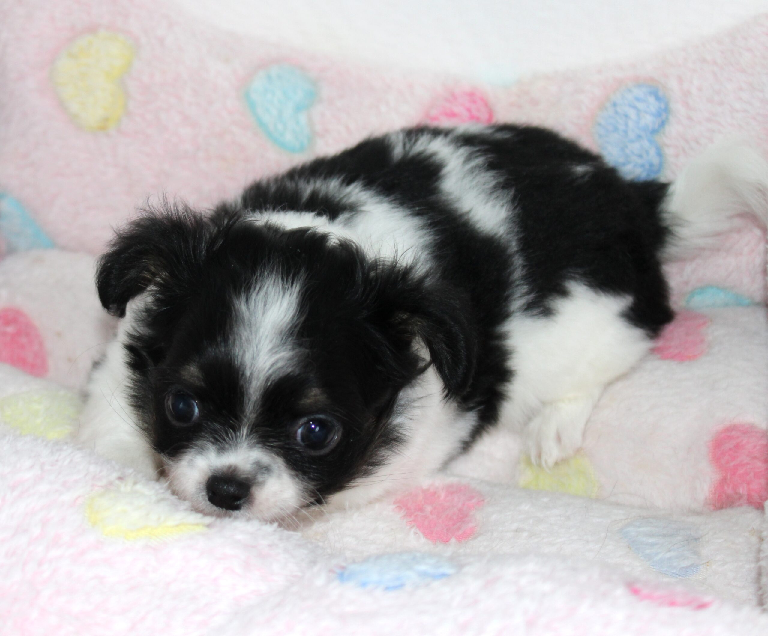 Petit mâle chihuahua LOF - noir et blanc