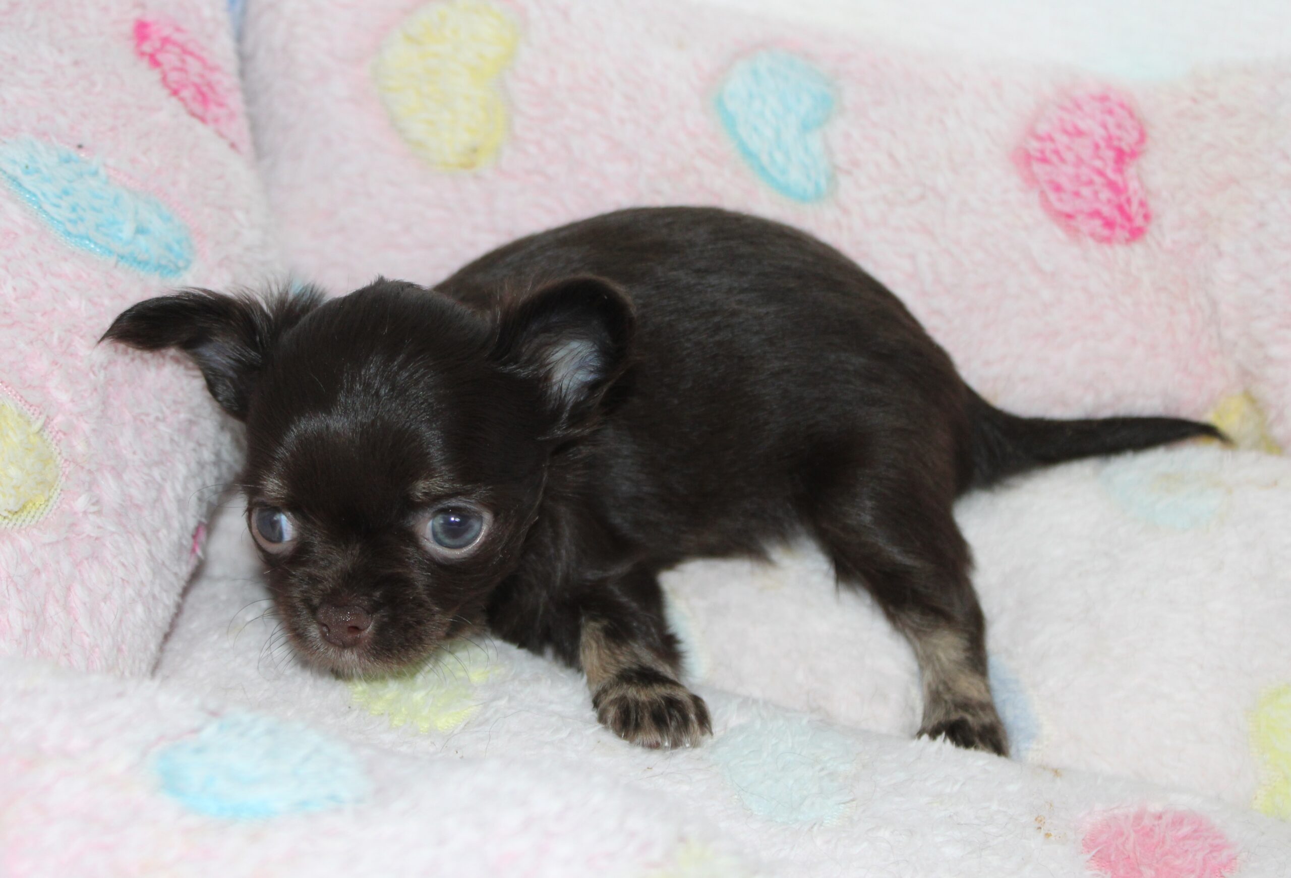 Petit mâle chihuahua LOF chocolat