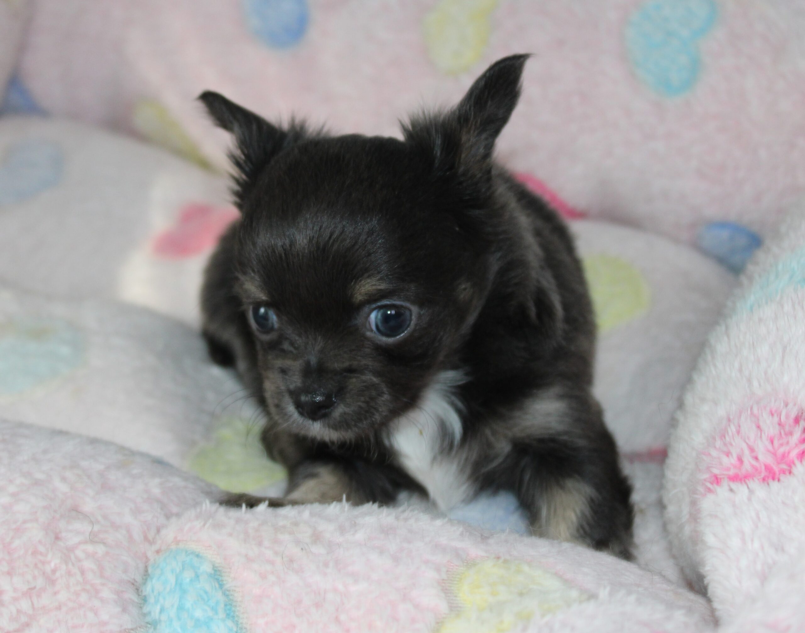 Petit mâle chihuahua LOF