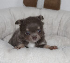 Petite femelle chihuahua bicolore