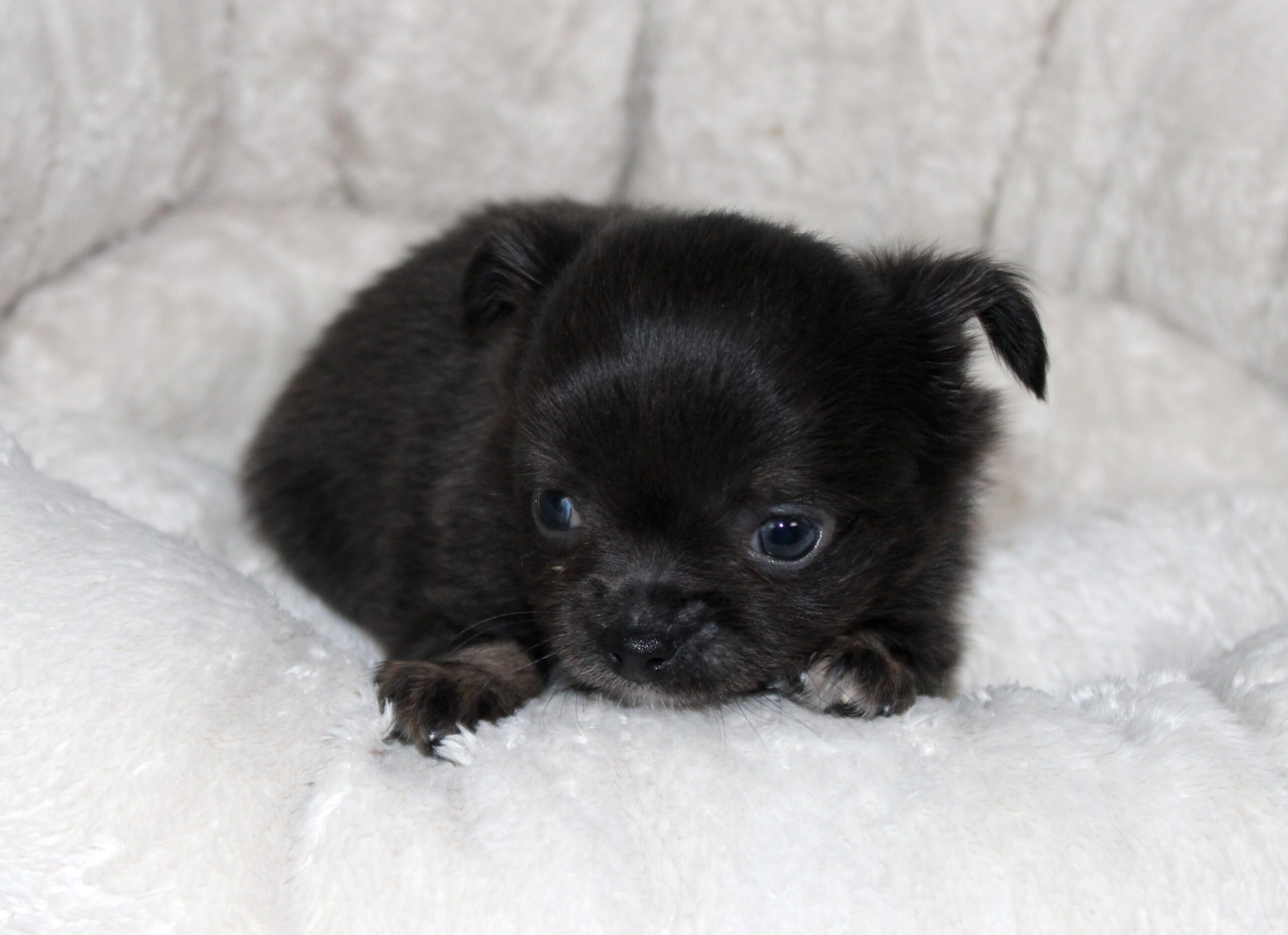 Petit femelle chihuahua LOF