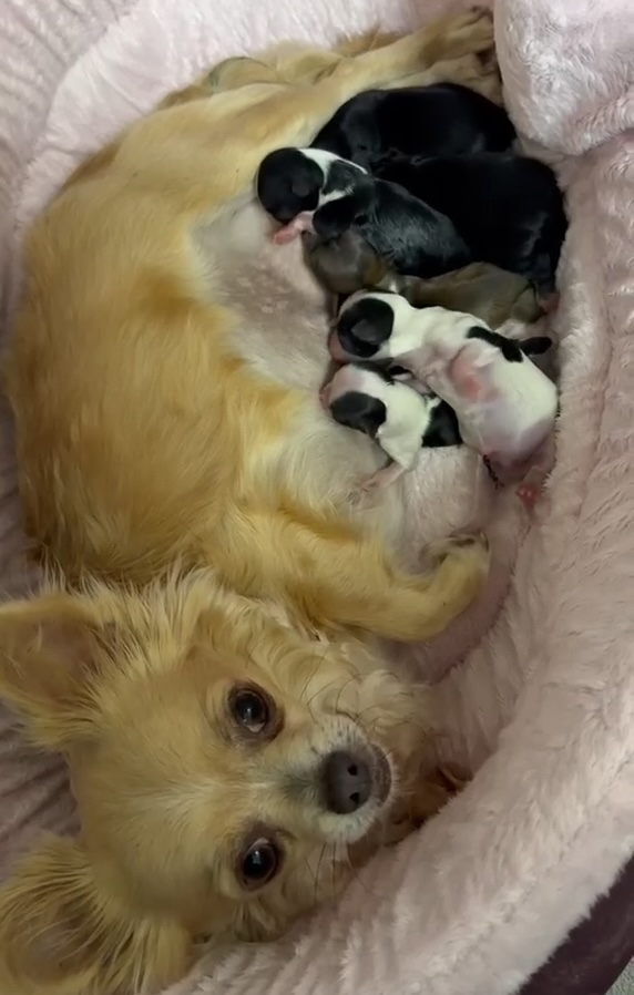 Chiots chihuahua Rose Lyn