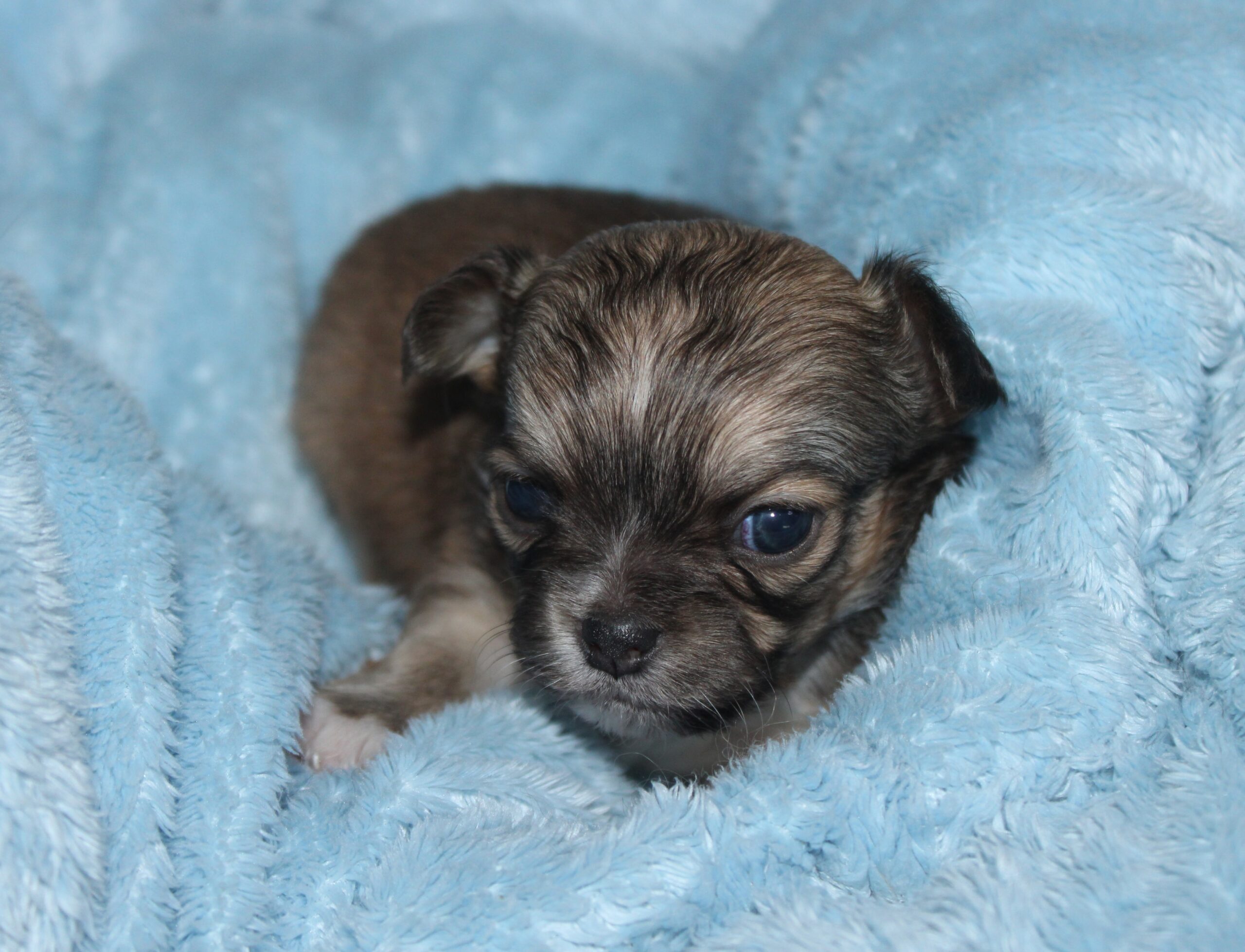 petite male chihuahua