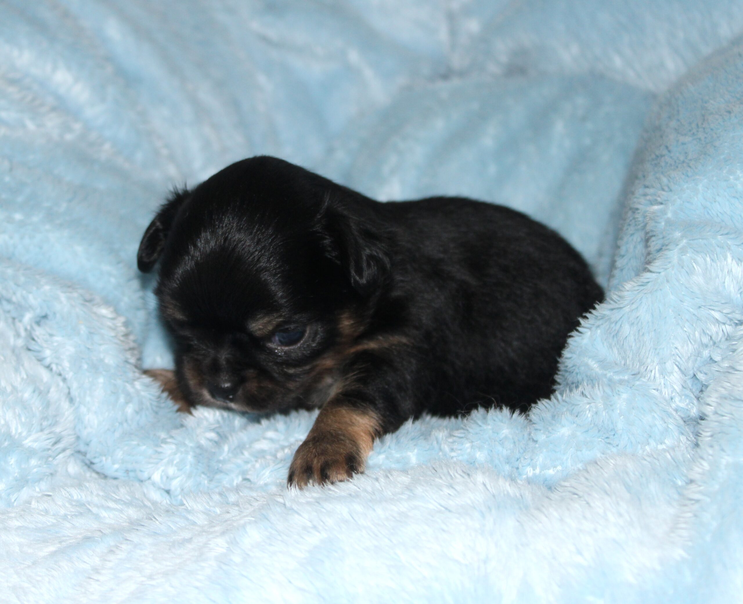 petit mâle chihuahua noir et feu