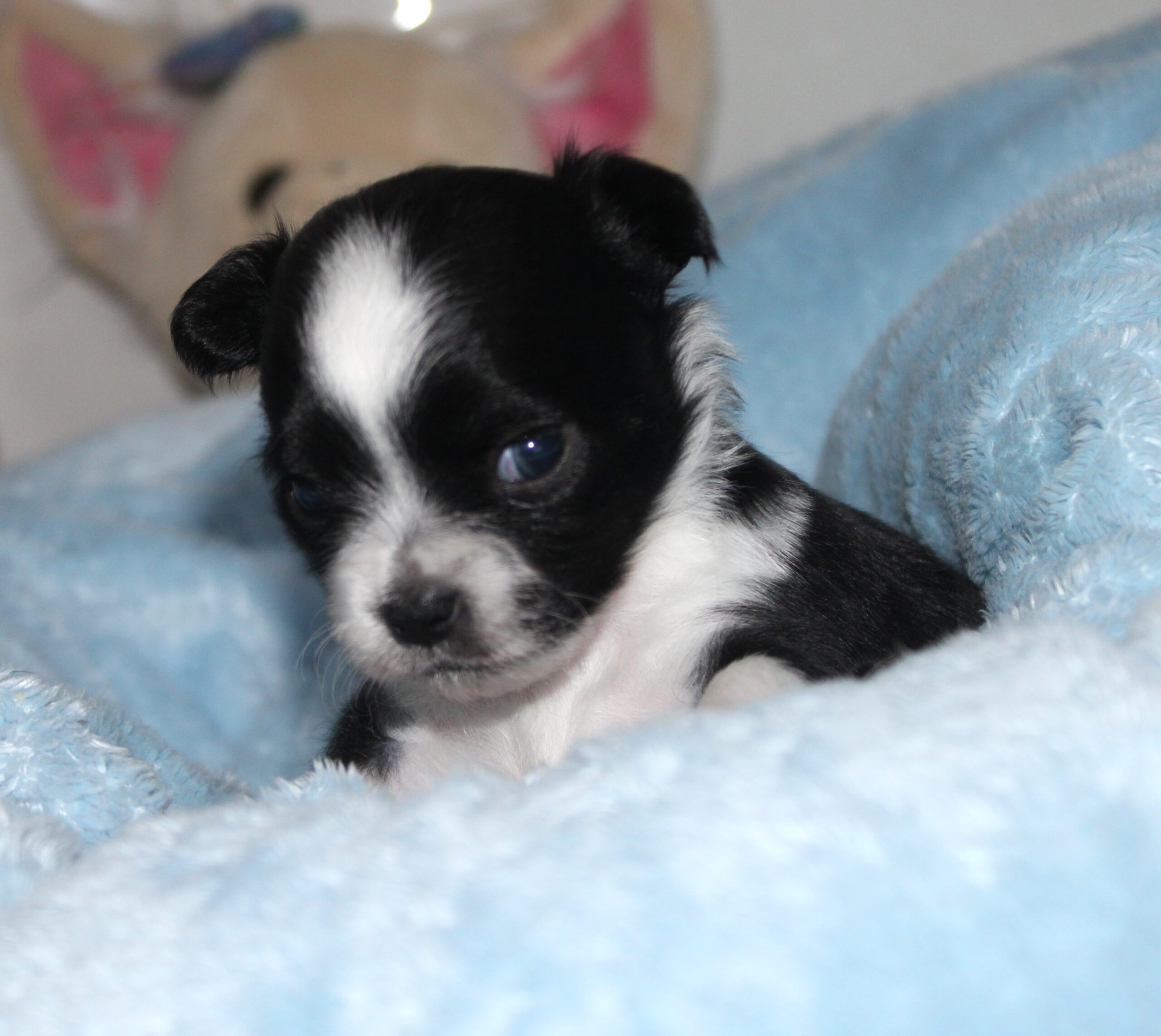 petit male noir et blanc chihuahua