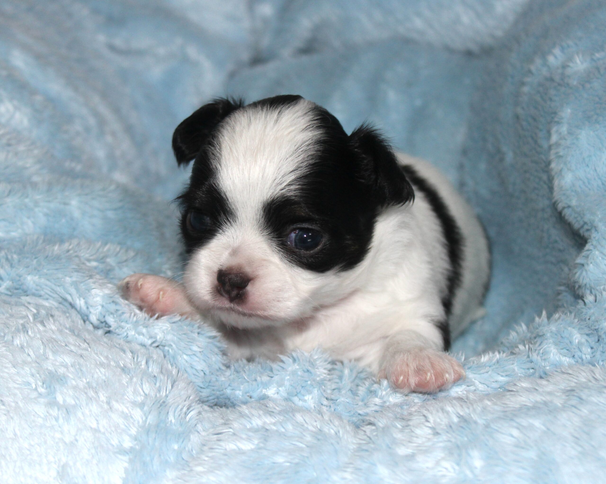 petit mâle noir & blanc chihuahua