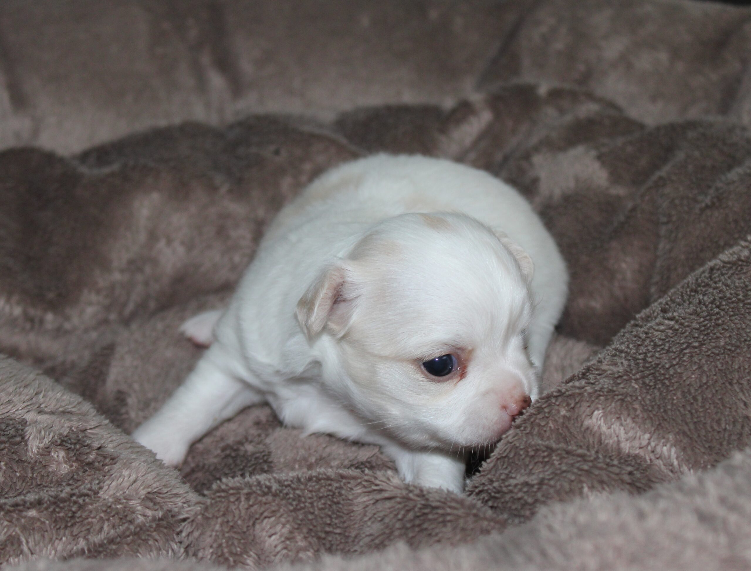 femelle chihuahua blanche crème