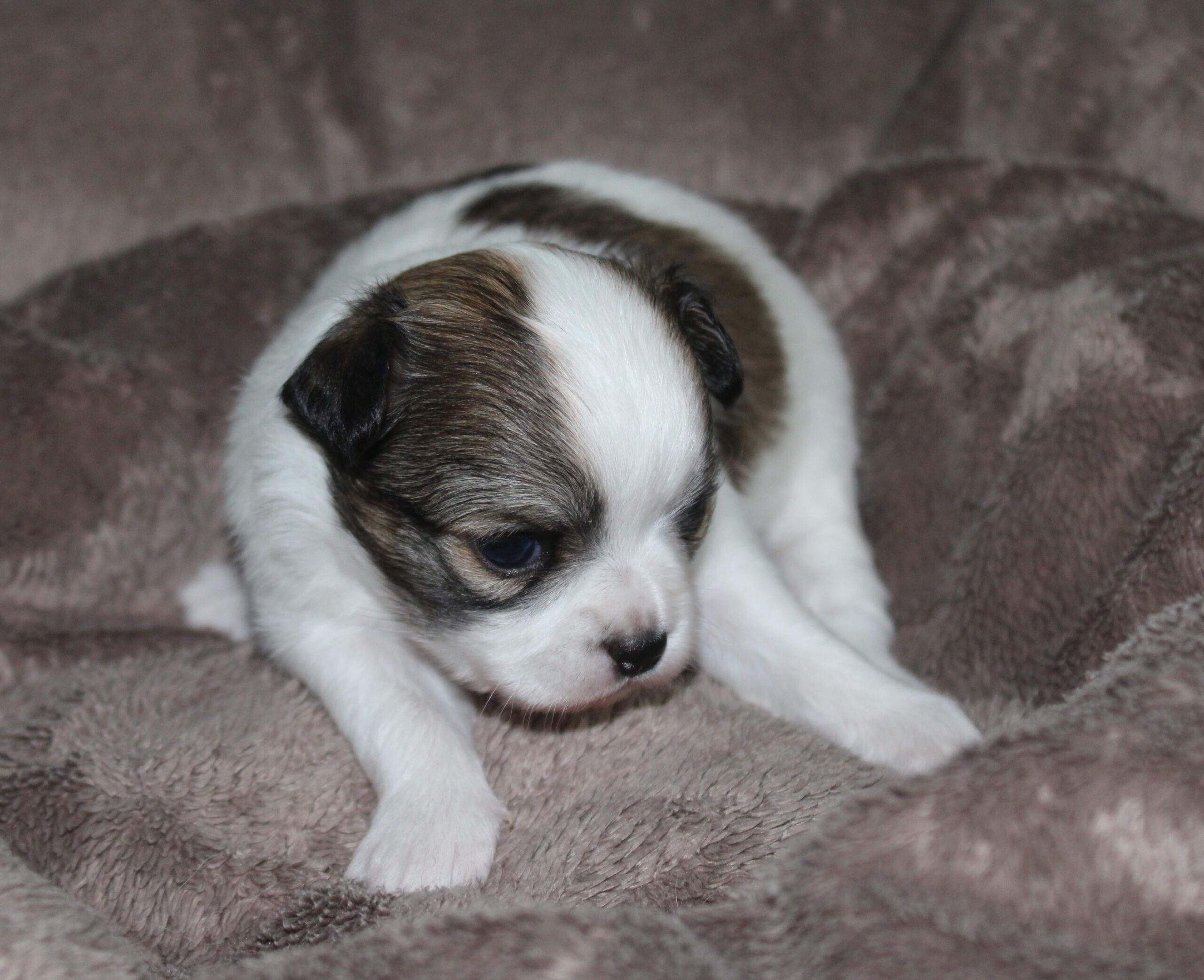 femelle chihuahua