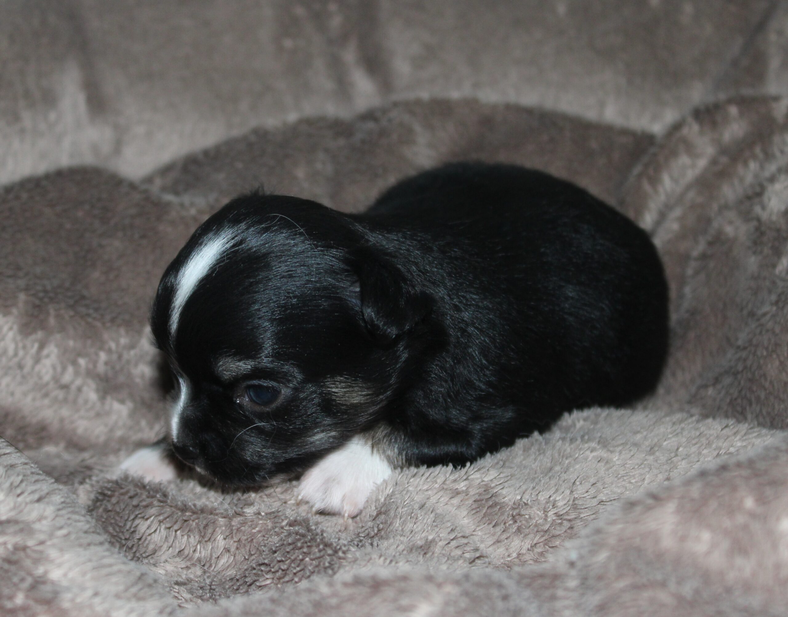 mâle chihuahua