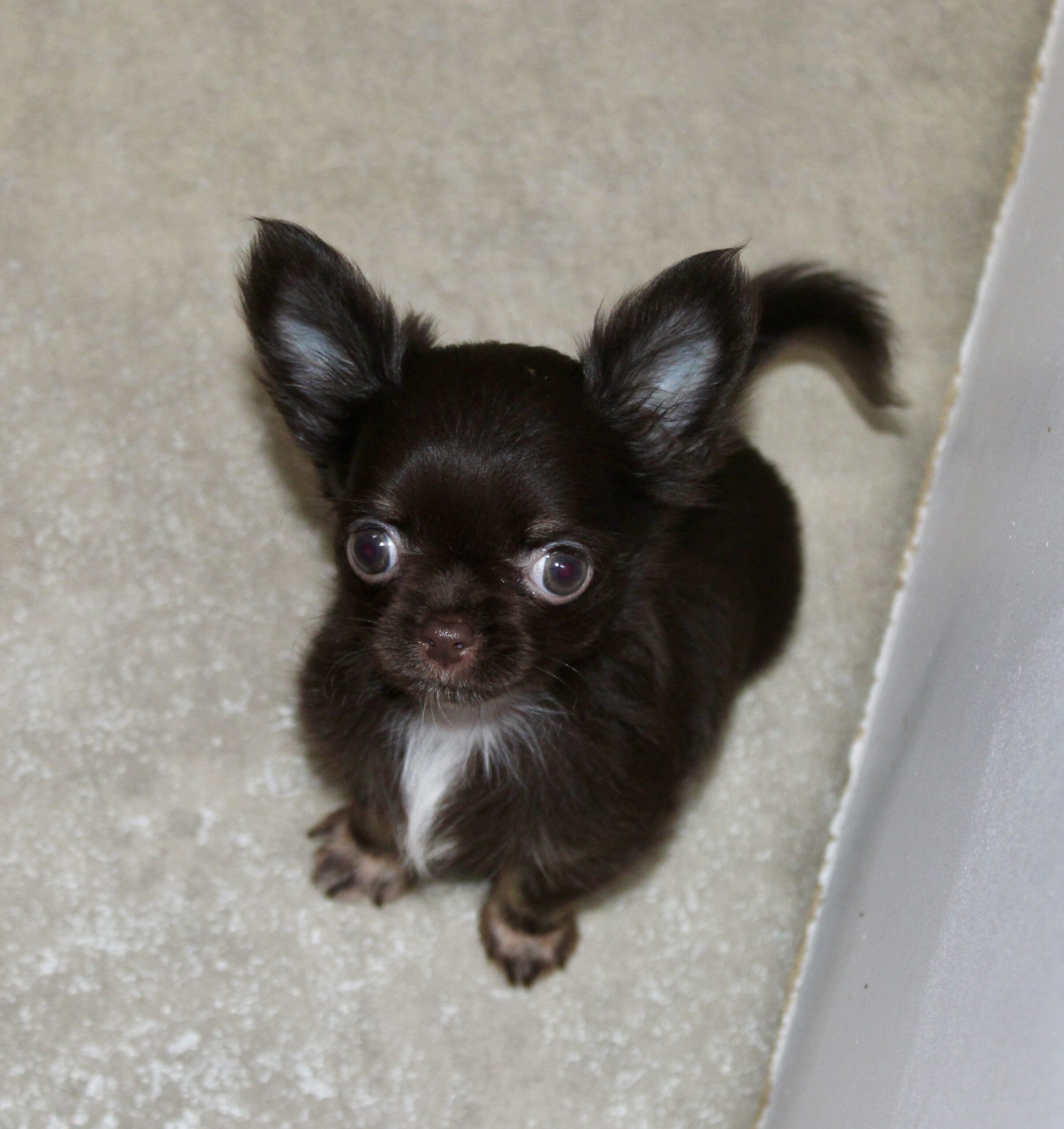 Benny, chihuahua miniature chocolat
