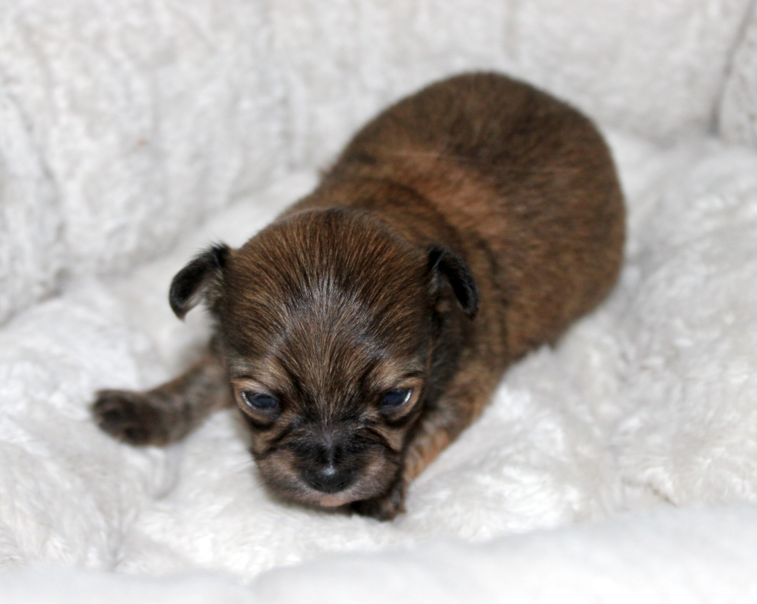 chiot chihuahua charbonné
