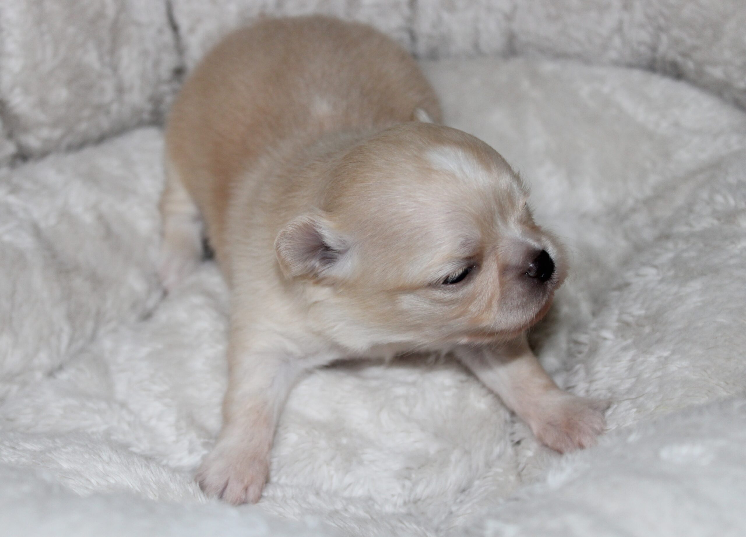 mâle chihuahua LOF crème