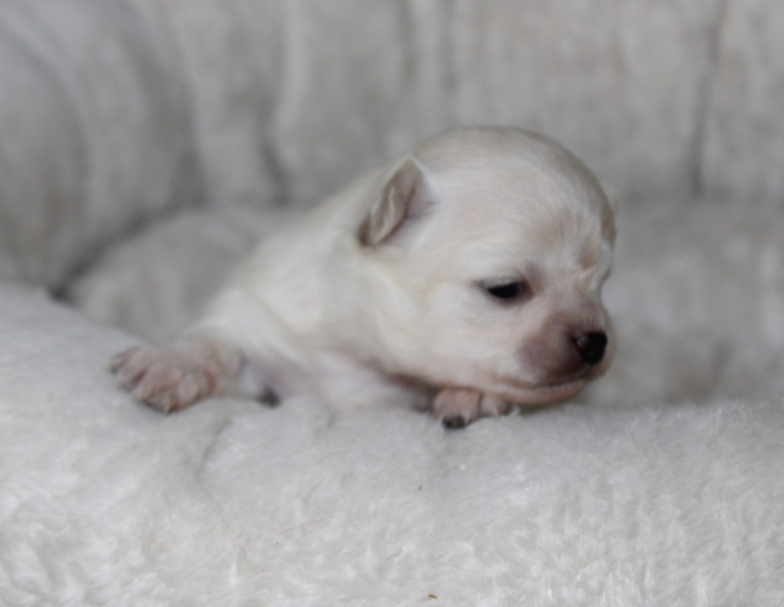 chihuahua LOF blanc