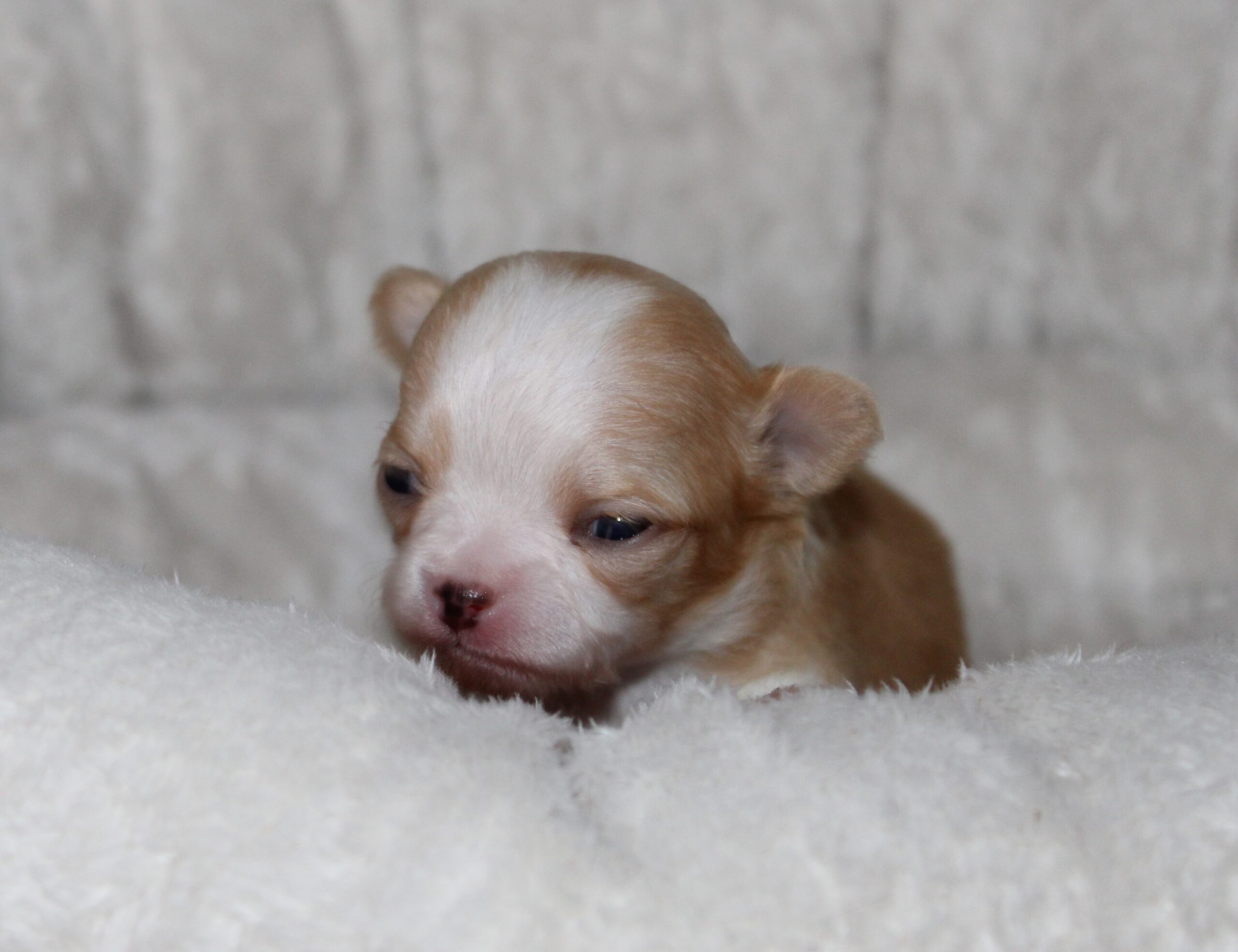 chiot chihuahua miniature femelle blanc et fauve
