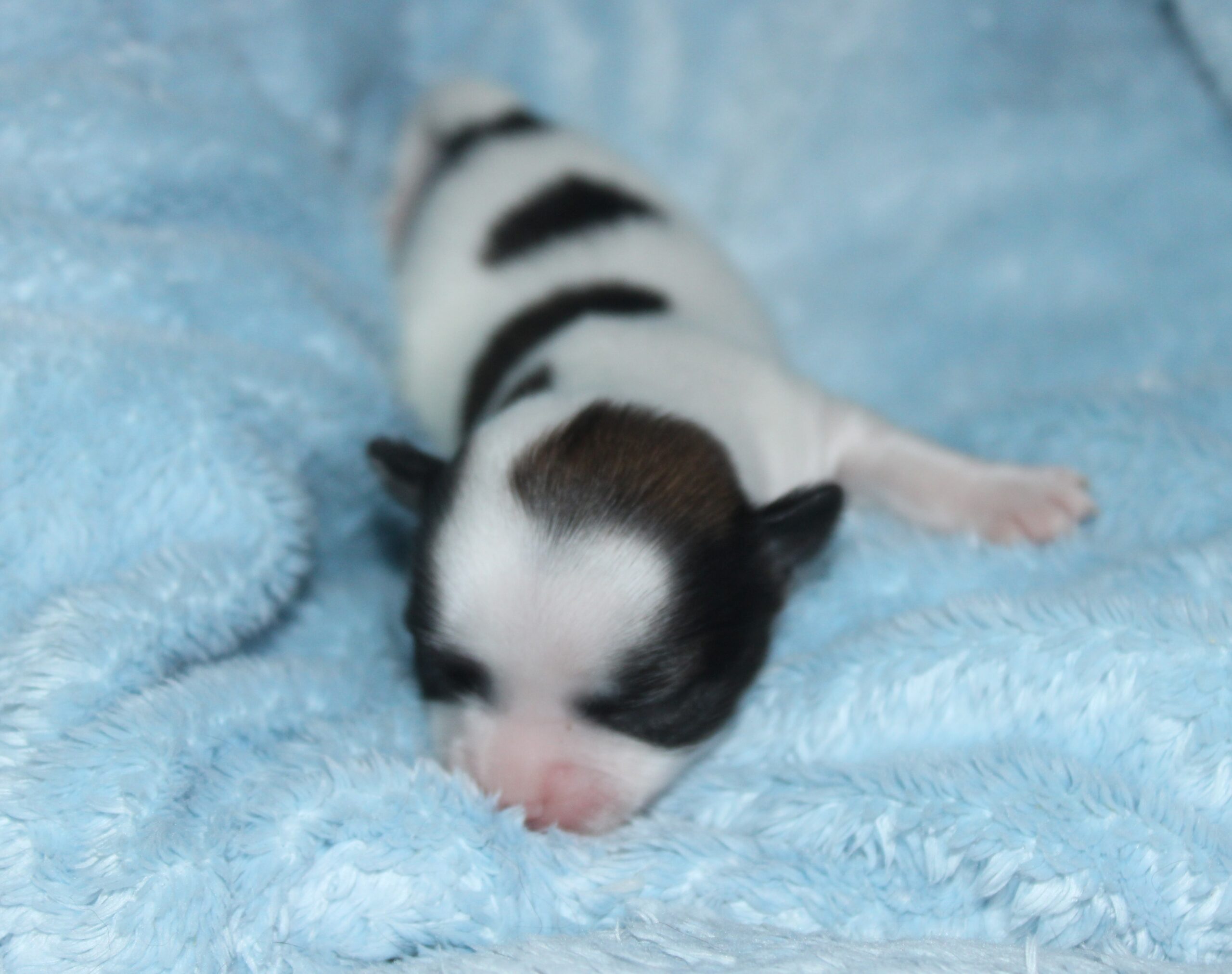 Petit chihuahua femelle
