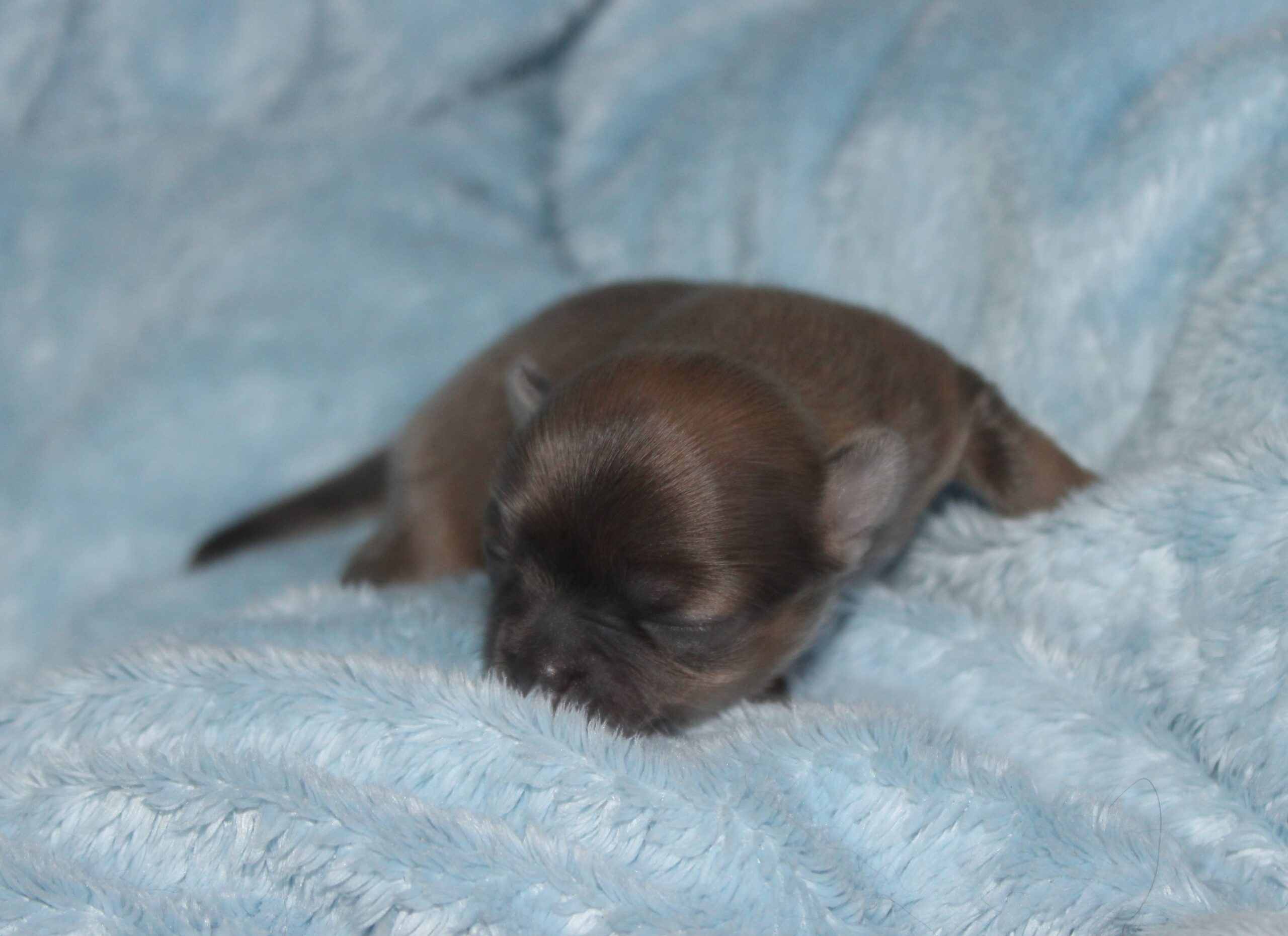 Petite femelle chihuahua