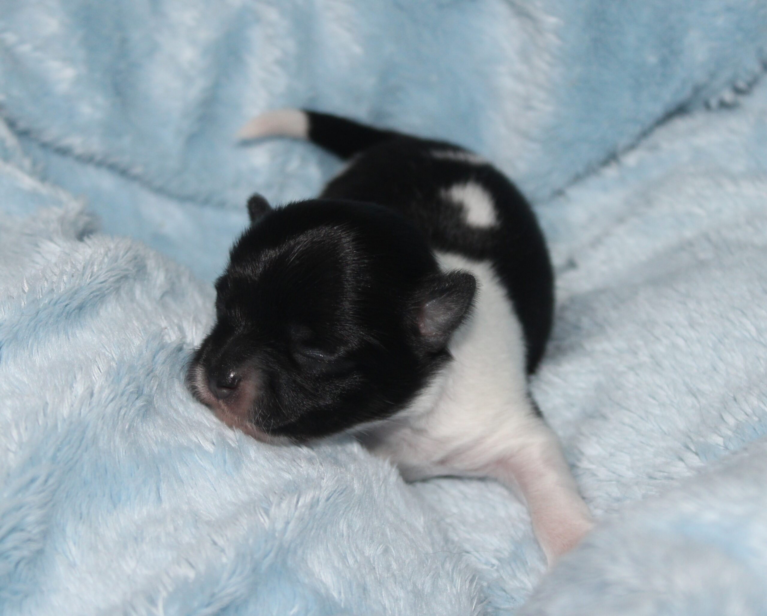 petit mâle noir et blanc chihuahua